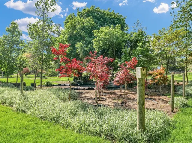 a view of a backyard with plants and large trees