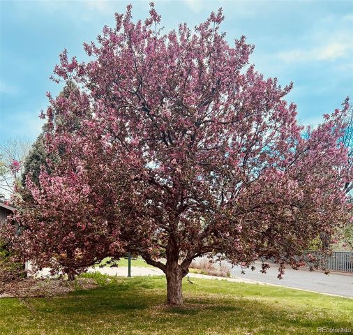 a view of tree in front of a house