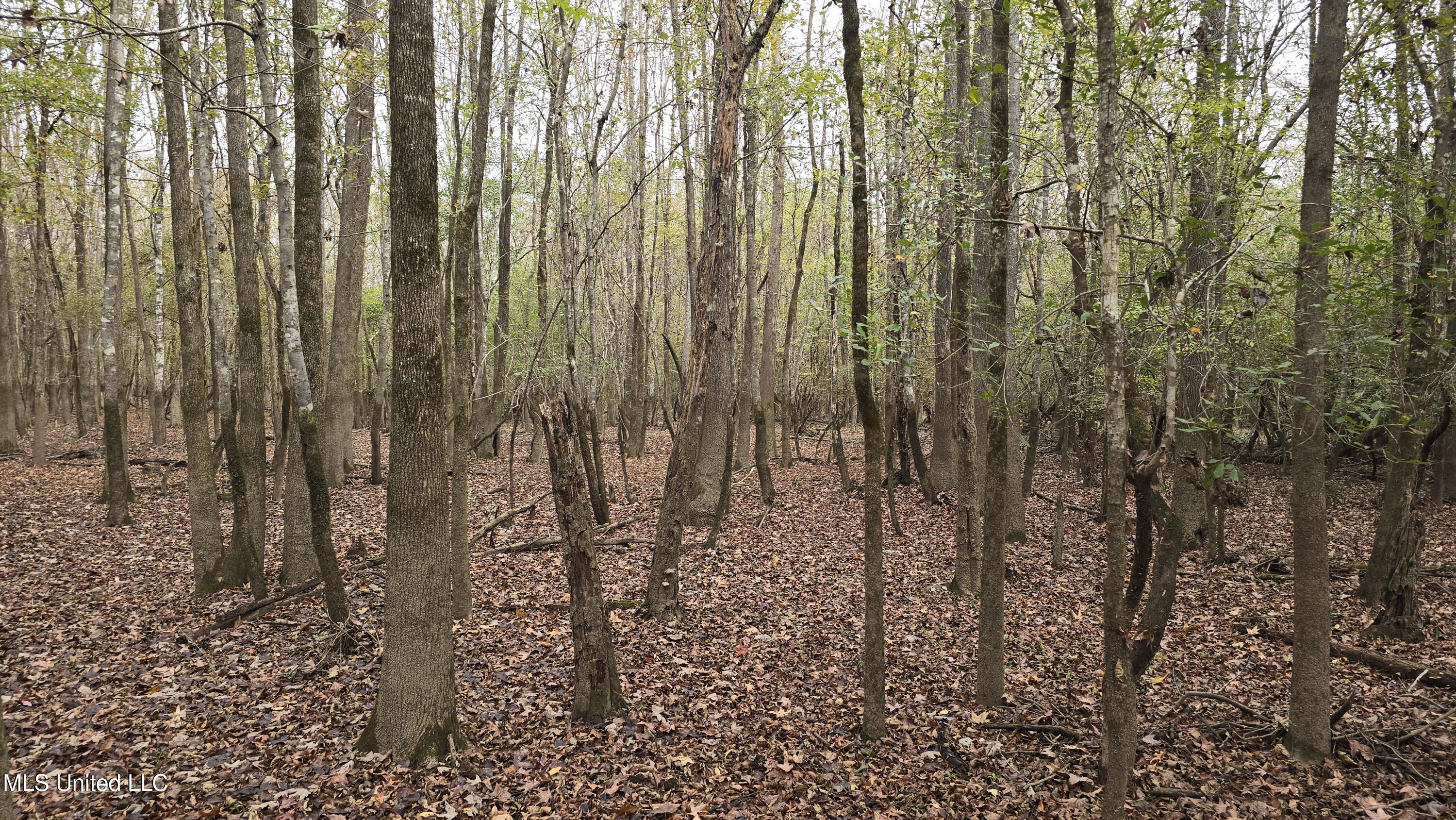 0 Wheatfield Road Poplarville, MS 39470 - Photo 1 of 54 20251201_095614