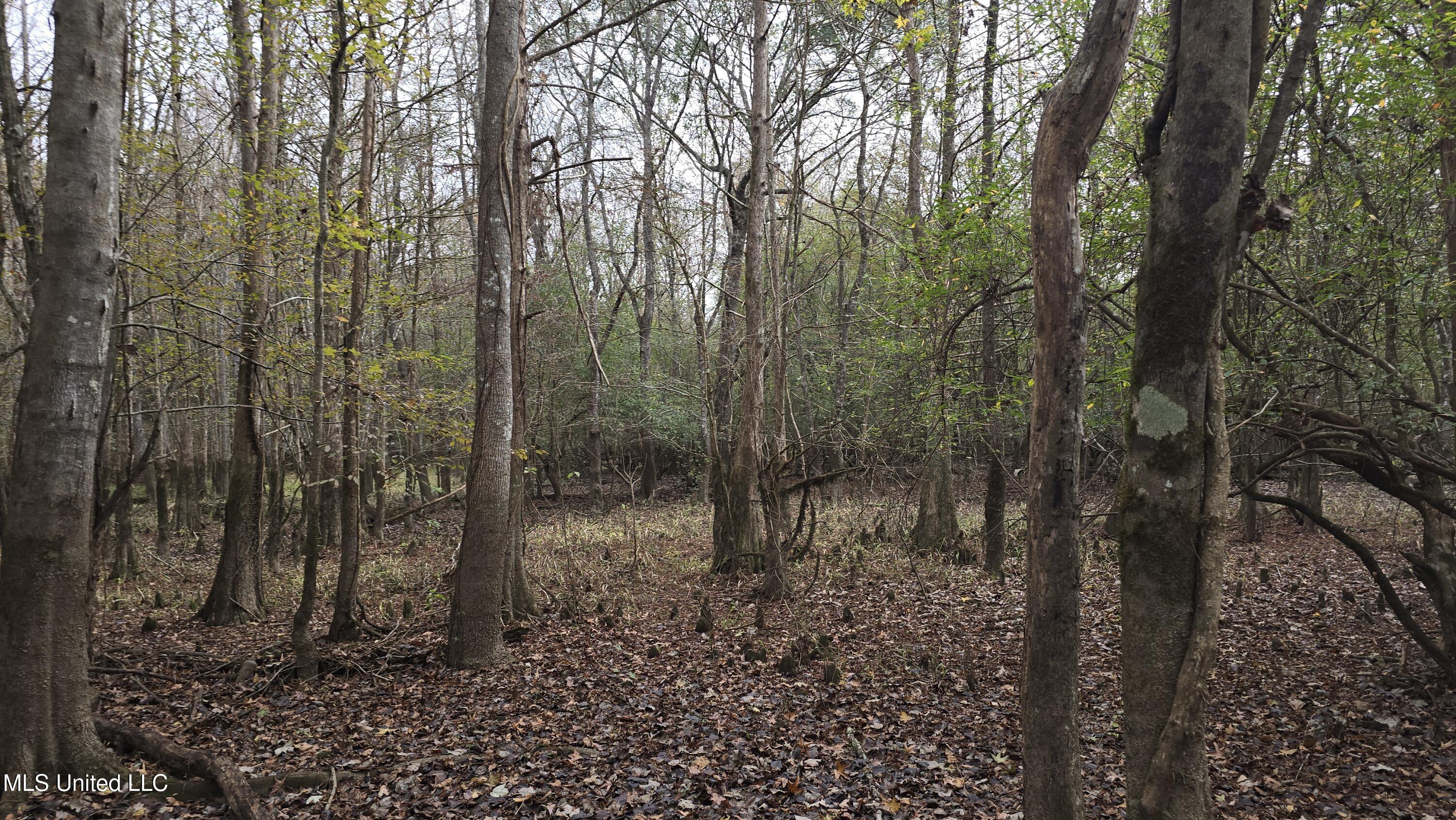 0 Wheatfield Road Poplarville, MS 39470 - Photo 11 of 54 20251201_095757