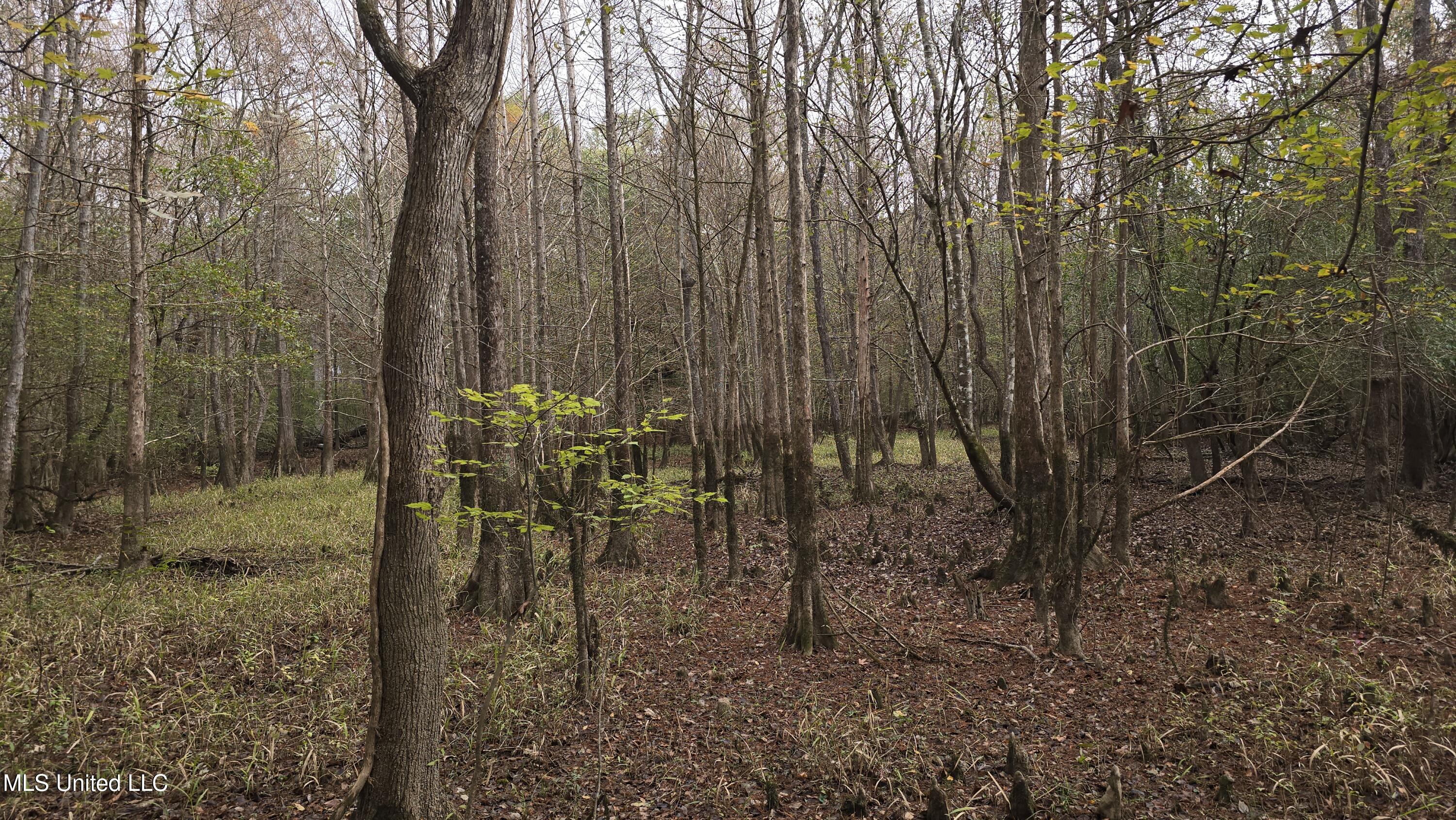 0 Wheatfield Road Poplarville, MS 39470 - Photo 12 of 54 20251201_095808