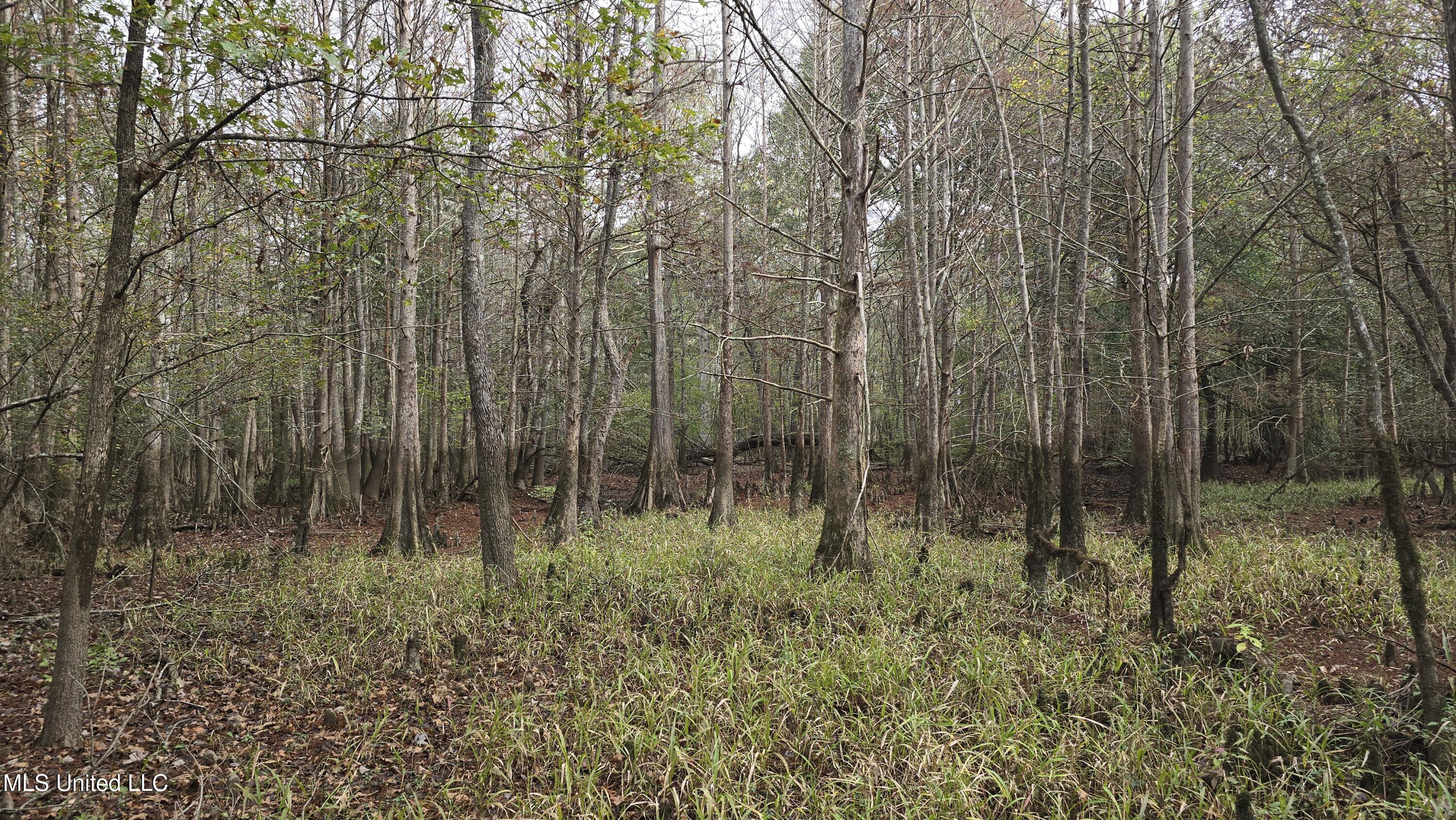 0 Wheatfield Road Poplarville, MS 39470 - Photo 13 of 54 20251201_095834