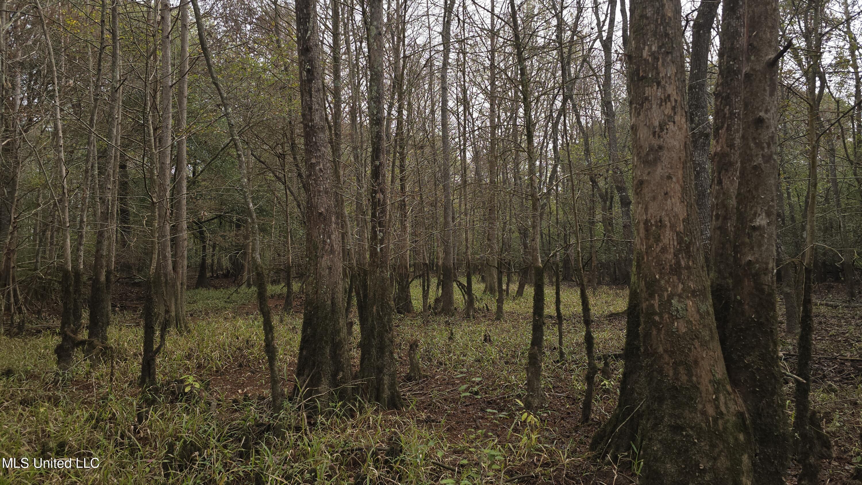 0 Wheatfield Road Poplarville, MS 39470 - Photo 14 of 54 20251201_095837