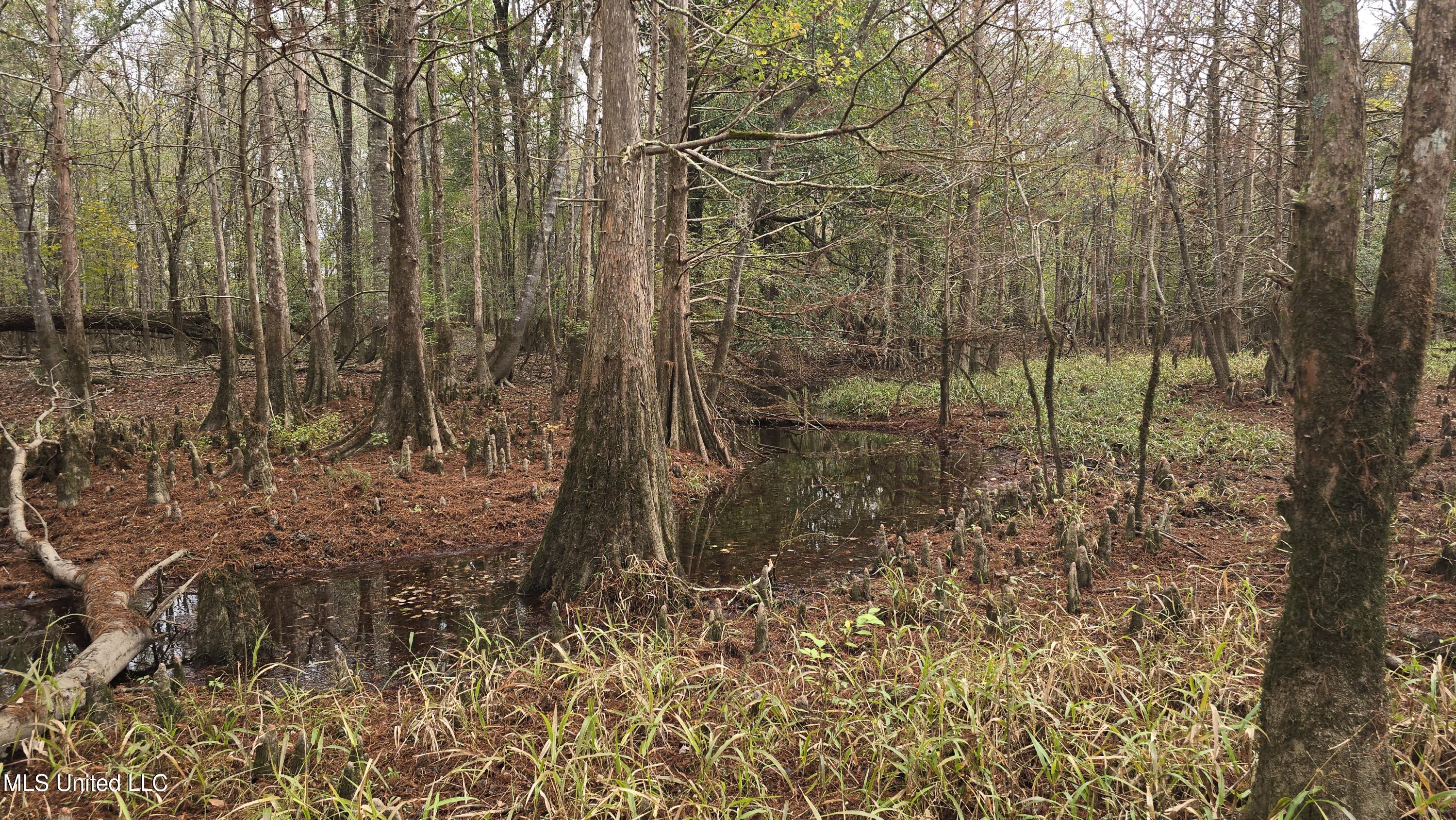 0 Wheatfield Road Poplarville, MS 39470 - Photo 15 of 54 20251201_095901