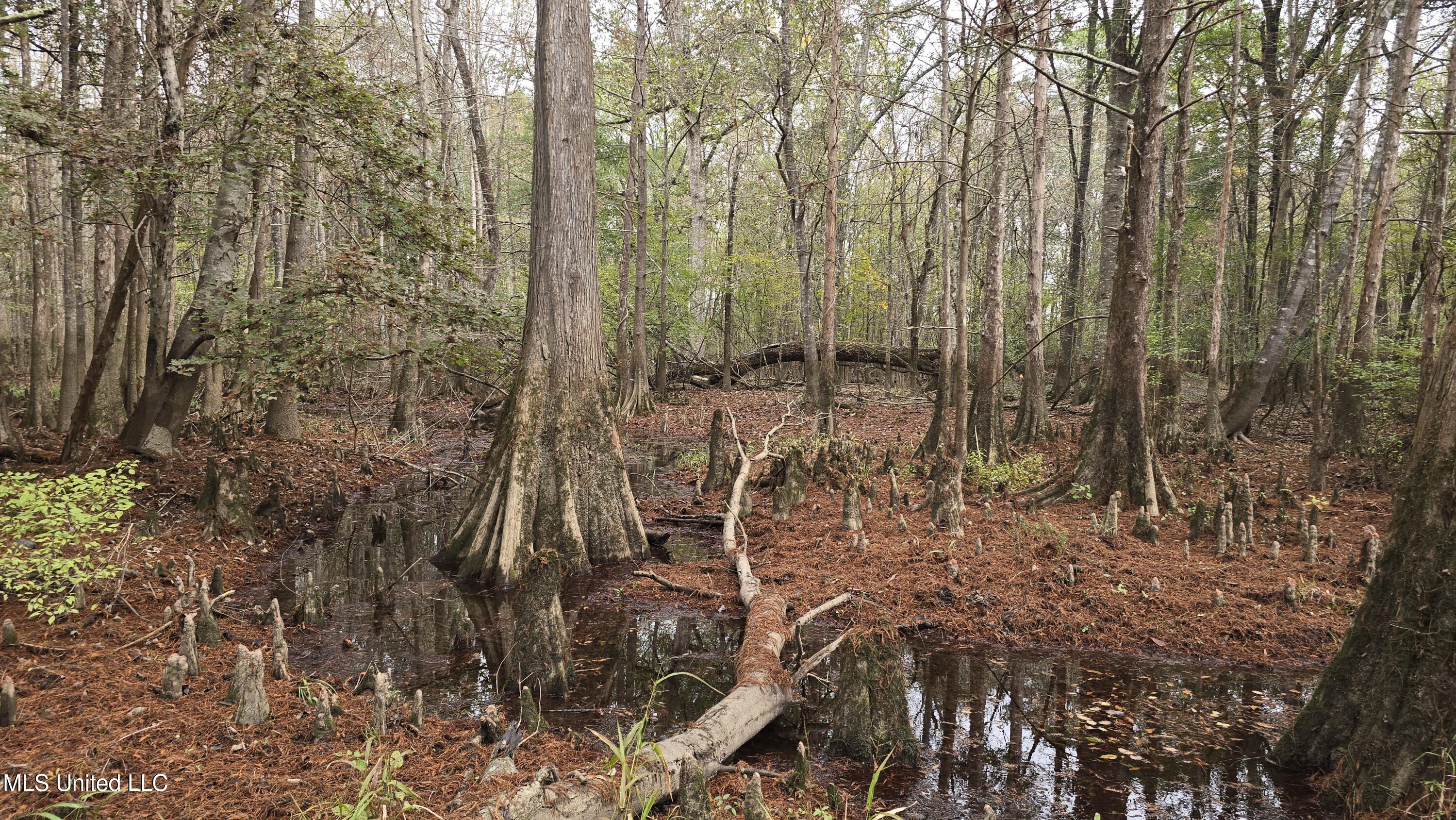 0 Wheatfield Road Poplarville, MS 39470 - Photo 16 of 54 20251201_095908