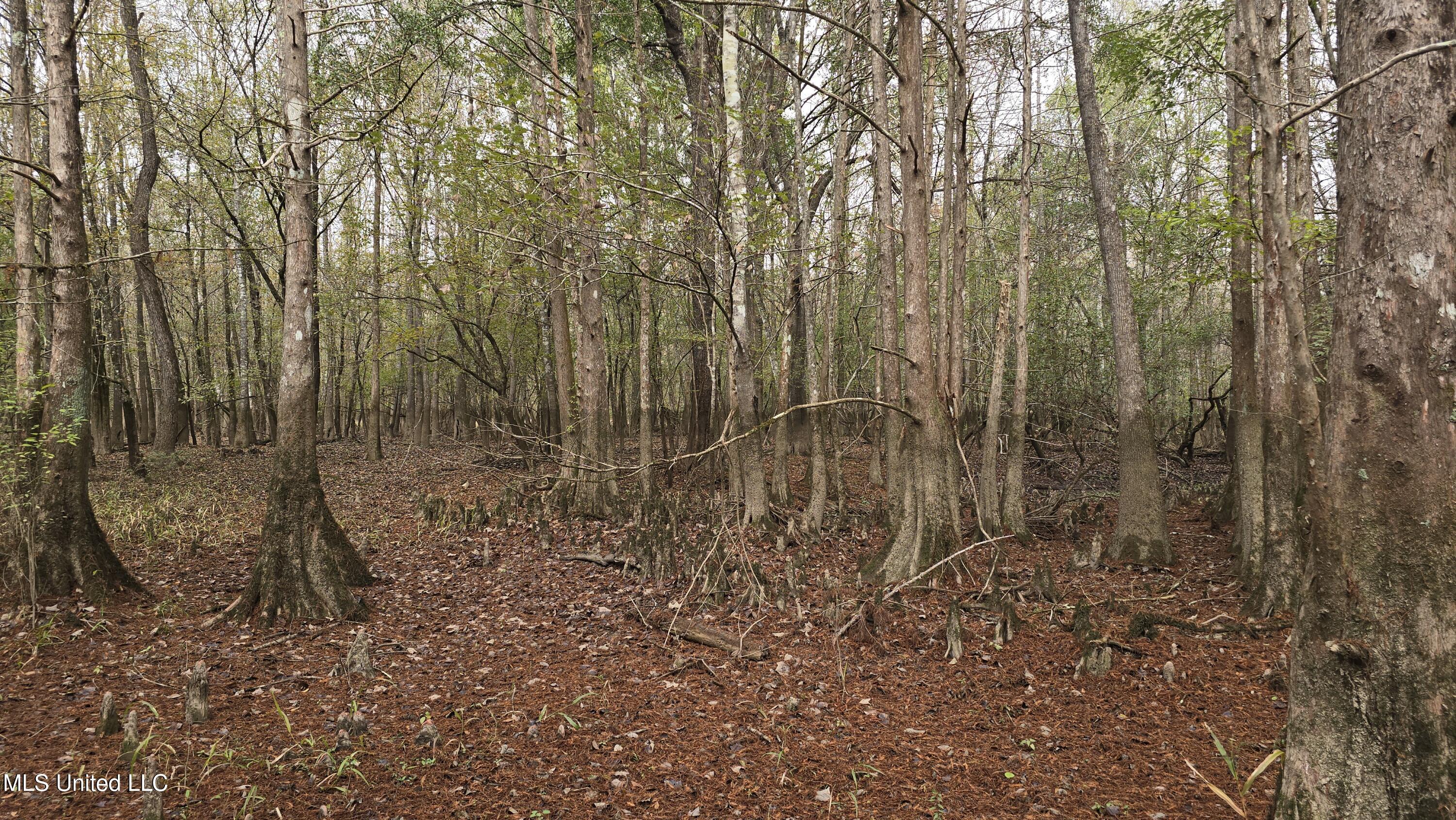 0 Wheatfield Road Poplarville, MS 39470 - Photo 17 of 54 20251201_095920