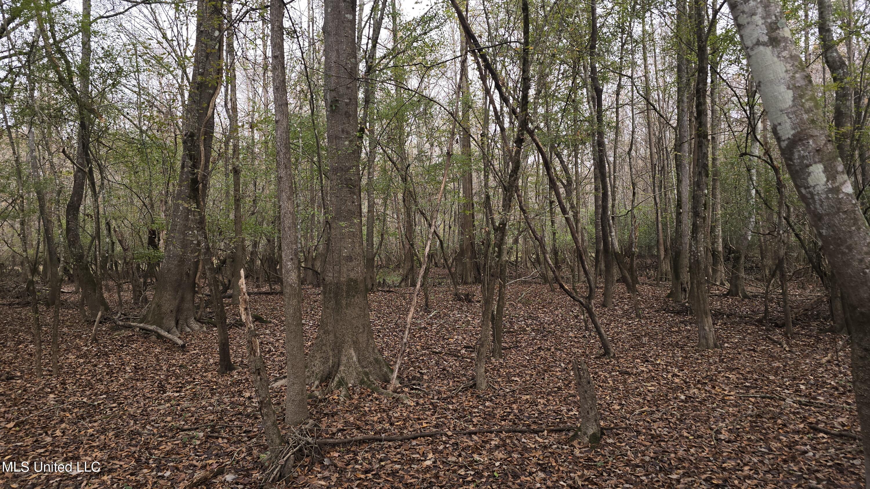 0 Wheatfield Road Poplarville, MS 39470 - Photo 18 of 54 20251201_100007