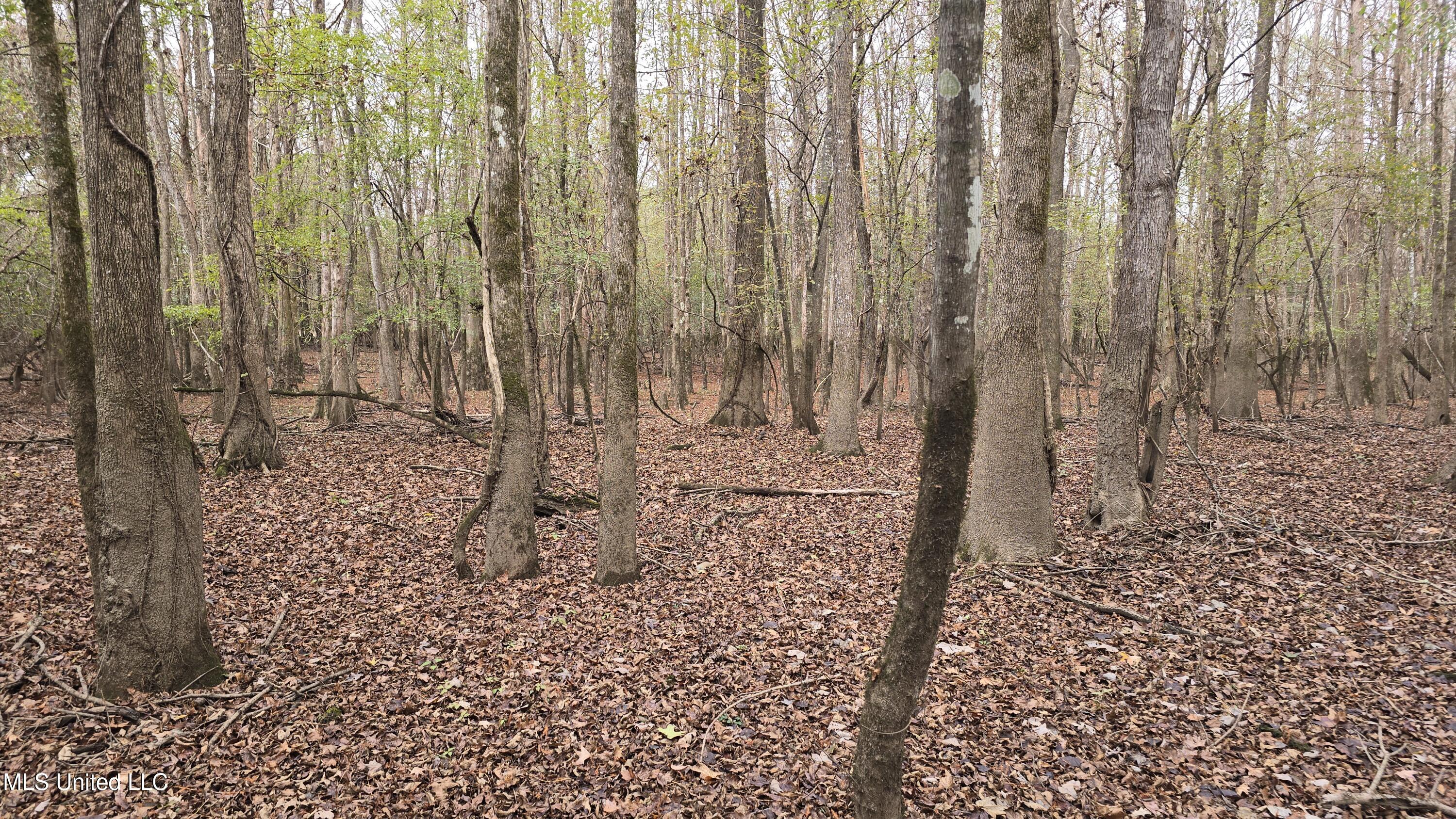 0 Wheatfield Road Poplarville, MS 39470 - Photo 2 of 54 20251201_095623