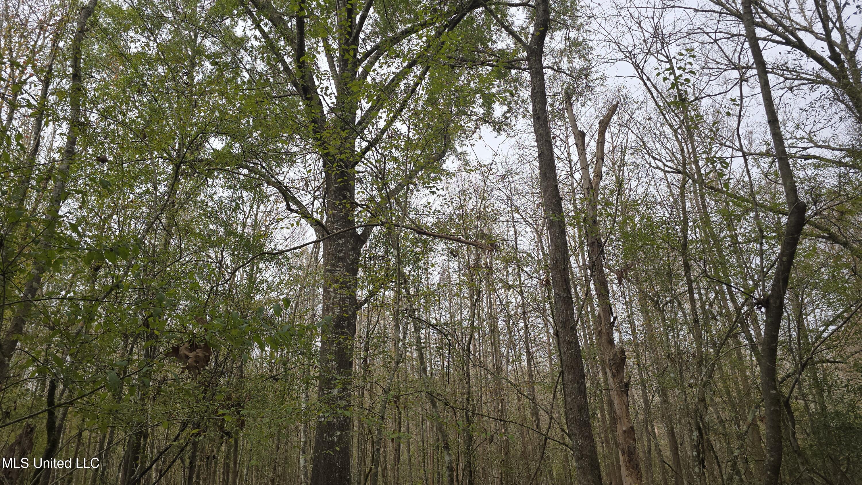 0 Wheatfield Road Poplarville, MS 39470 - Photo 21 of 54 20251201_100111