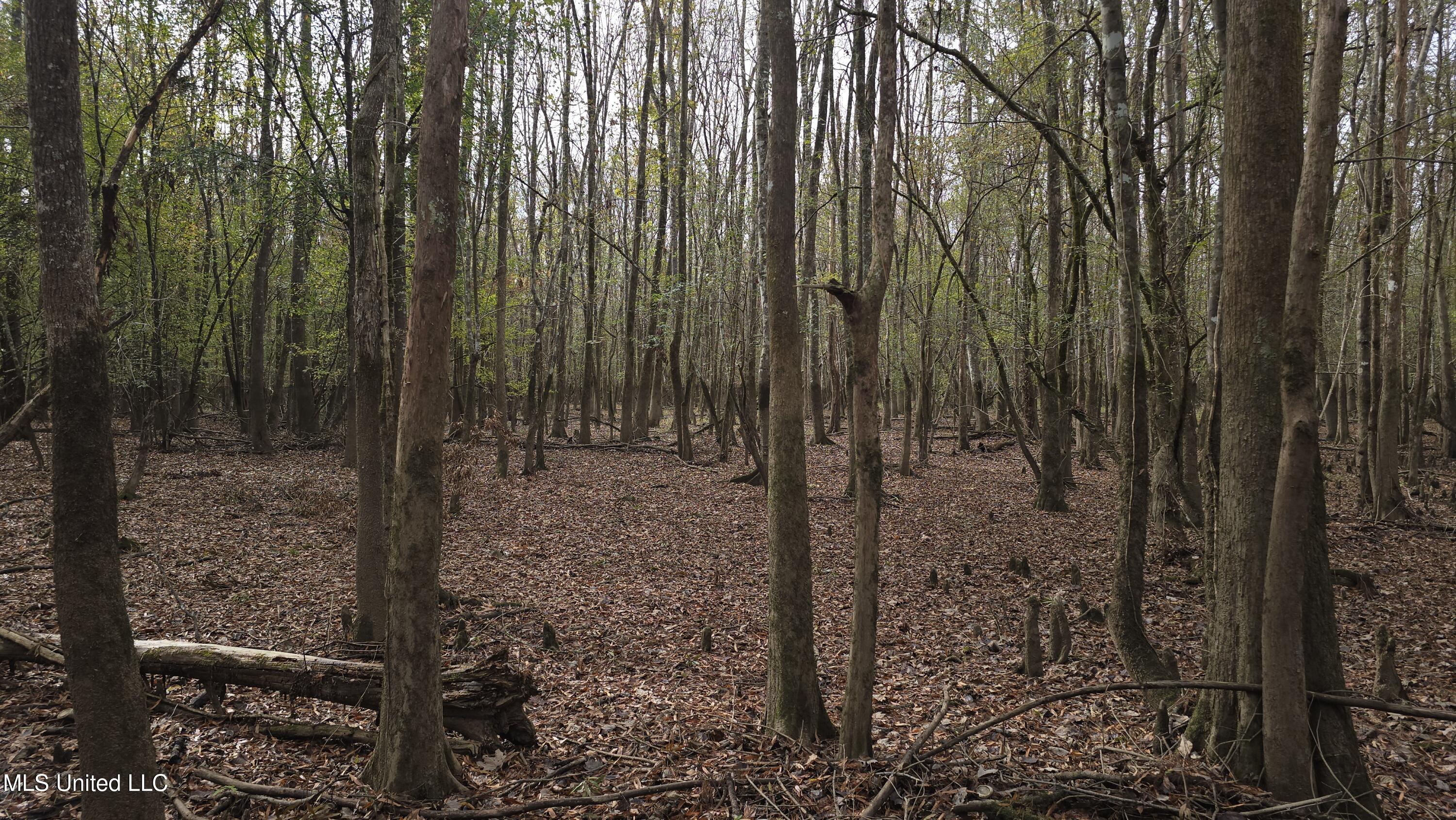0 Wheatfield Road Poplarville, MS 39470 - Photo 22 of 54 20251201_100151