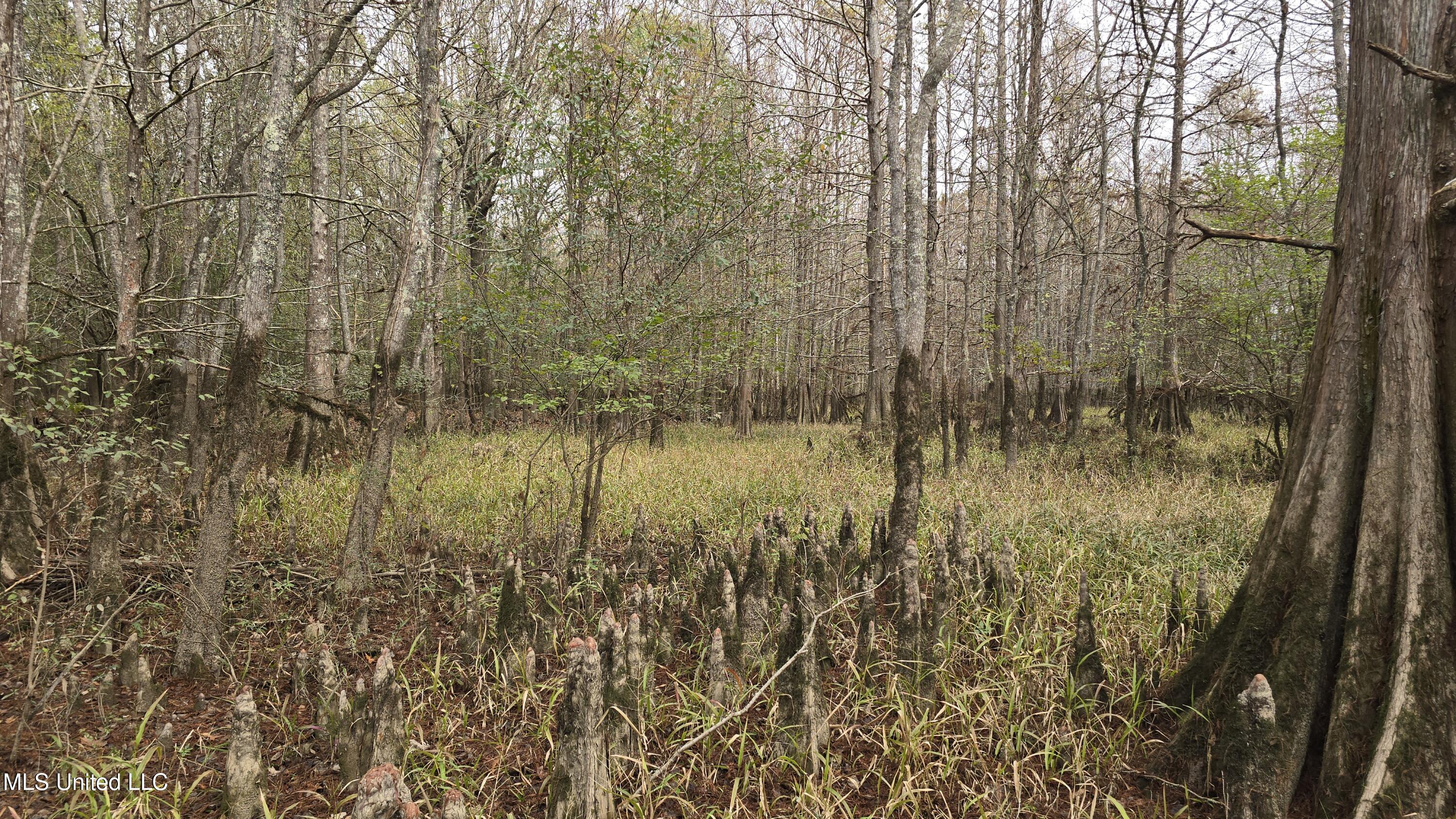 0 Wheatfield Road Poplarville, MS 39470 - Photo 27 of 54 20251201_100358