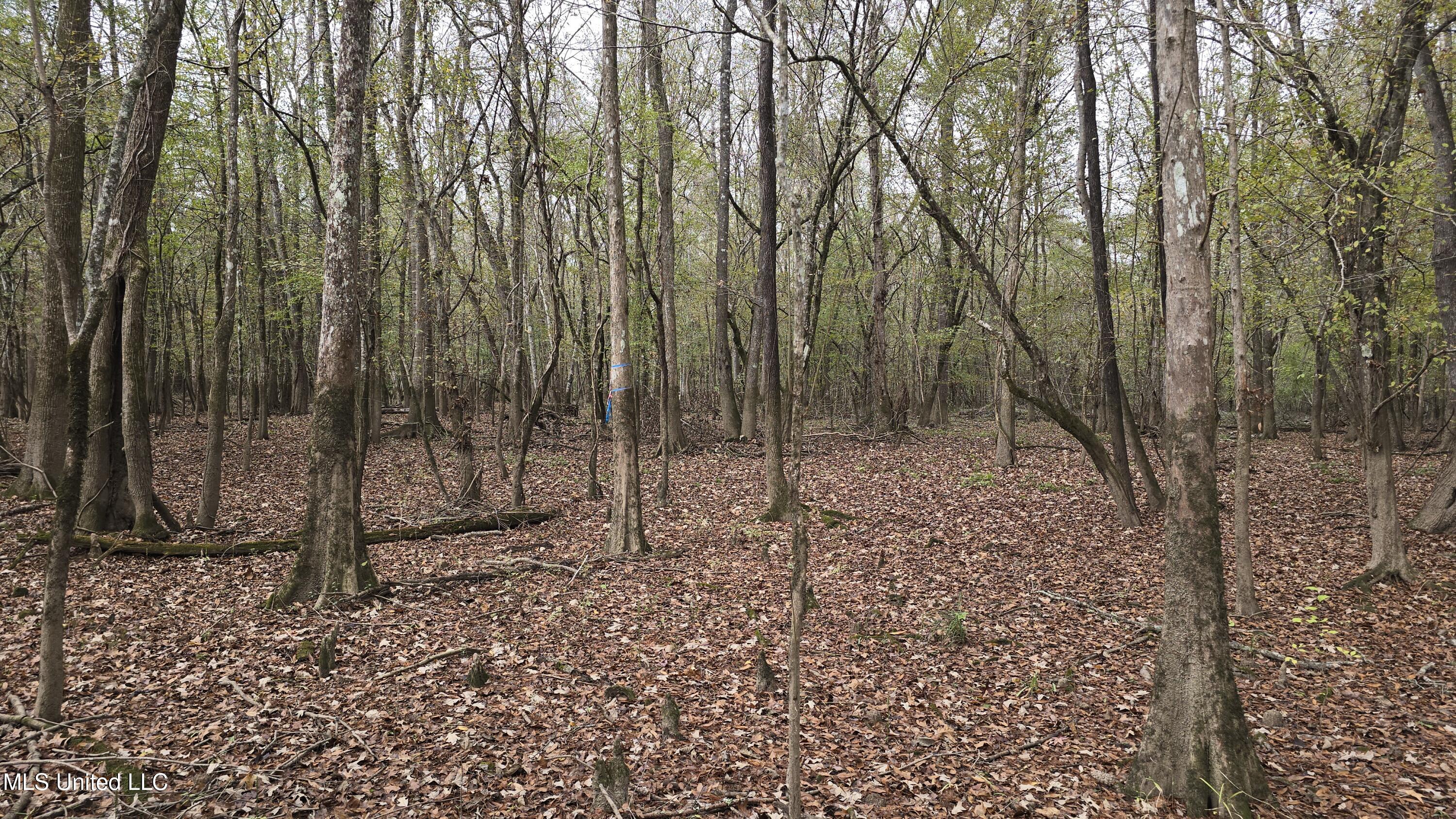 0 Wheatfield Road Poplarville, MS 39470 - Photo 28 of 54 20251201_100437