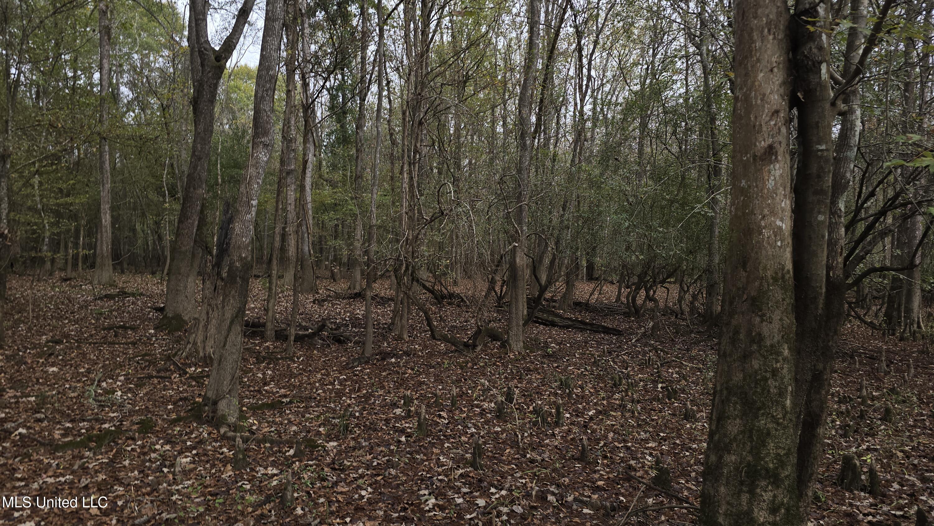 0 Wheatfield Road Poplarville, MS 39470 - Photo 29 of 54 20251201_100440
