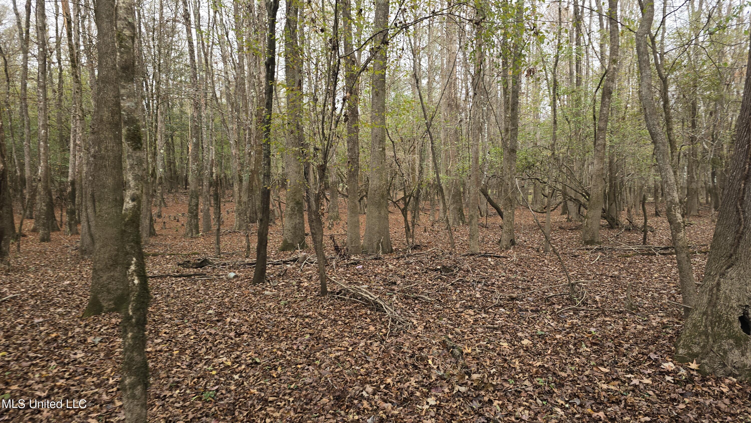 0 Wheatfield Road Poplarville, MS 39470 - Photo 3 of 54 20251201_095636