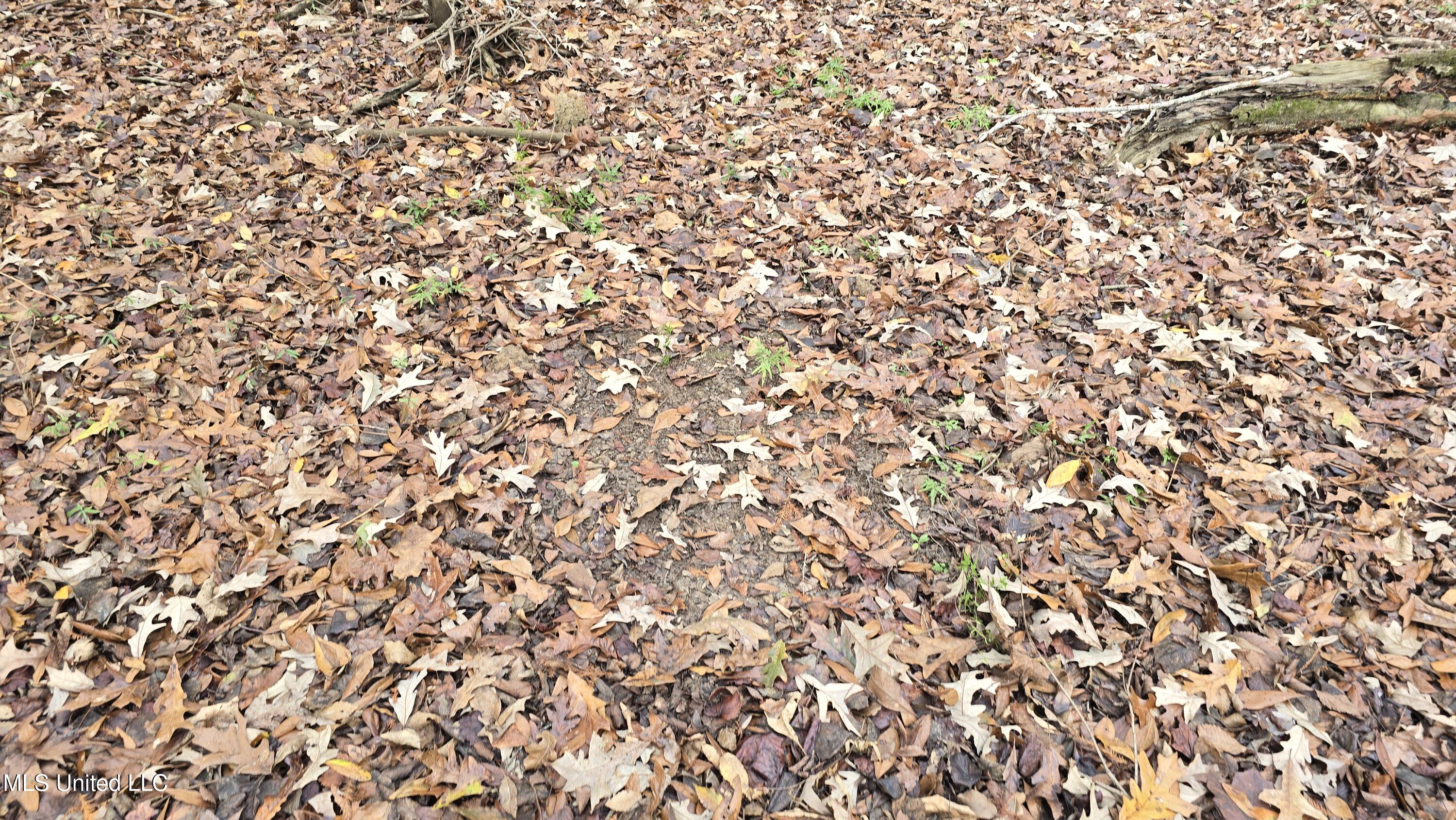 0 Wheatfield Road Poplarville, MS 39470 - Photo 32 of 54 20251201_100517
