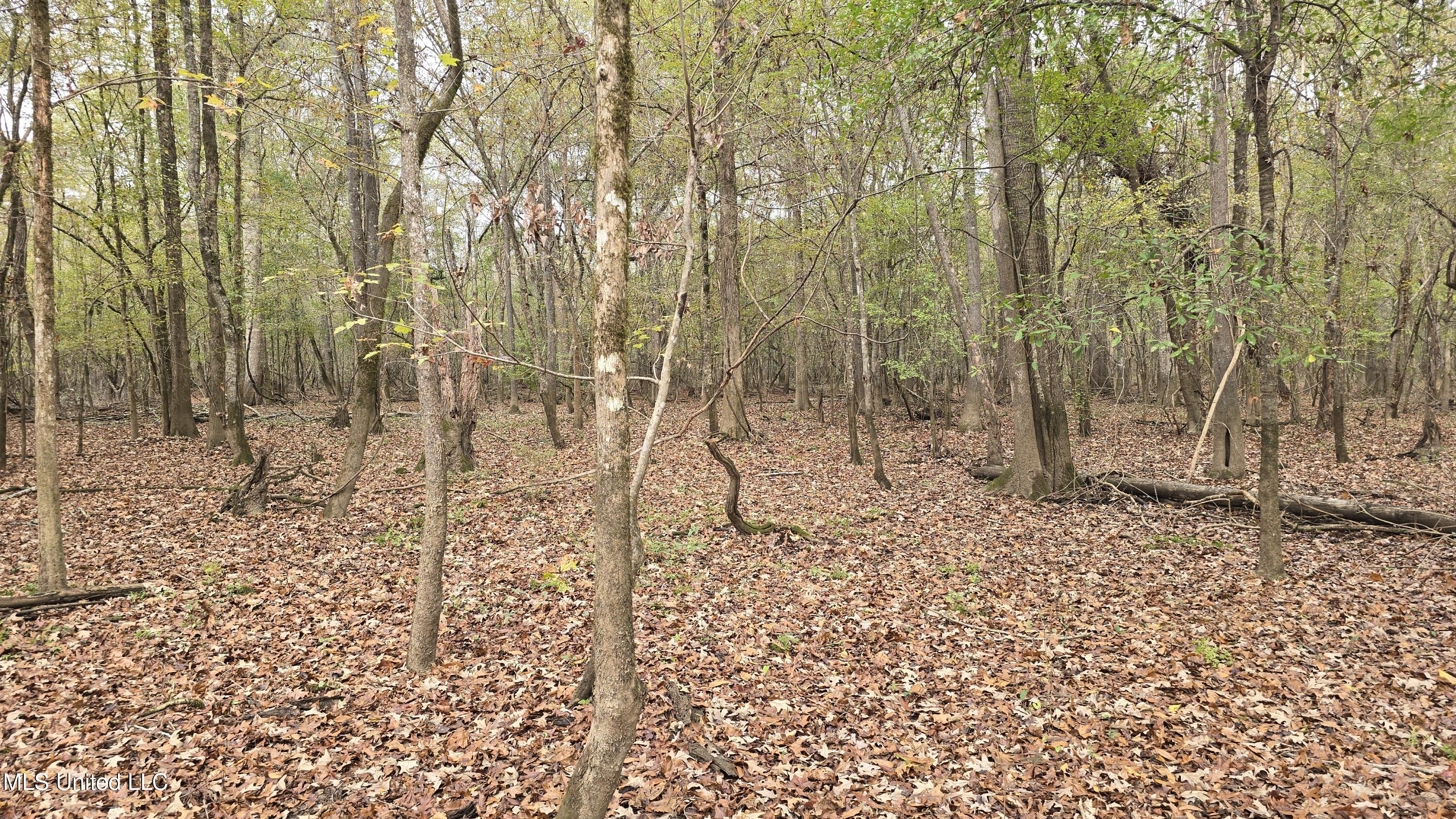 0 Wheatfield Road Poplarville, MS 39470 - Photo 33 of 54 20251201_100540