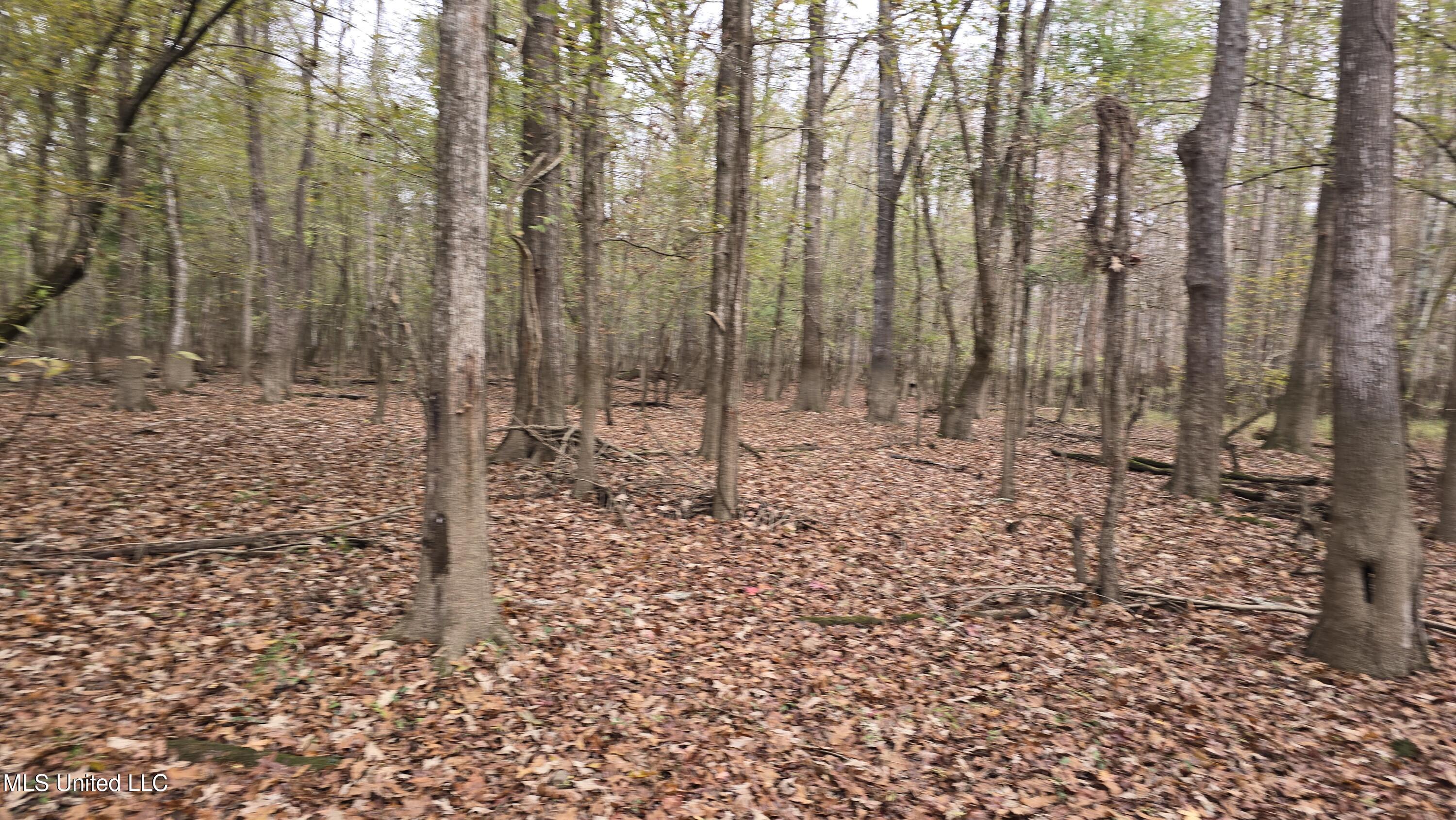 0 Wheatfield Road Poplarville, MS 39470 - Photo 35 of 54 20251201_100604