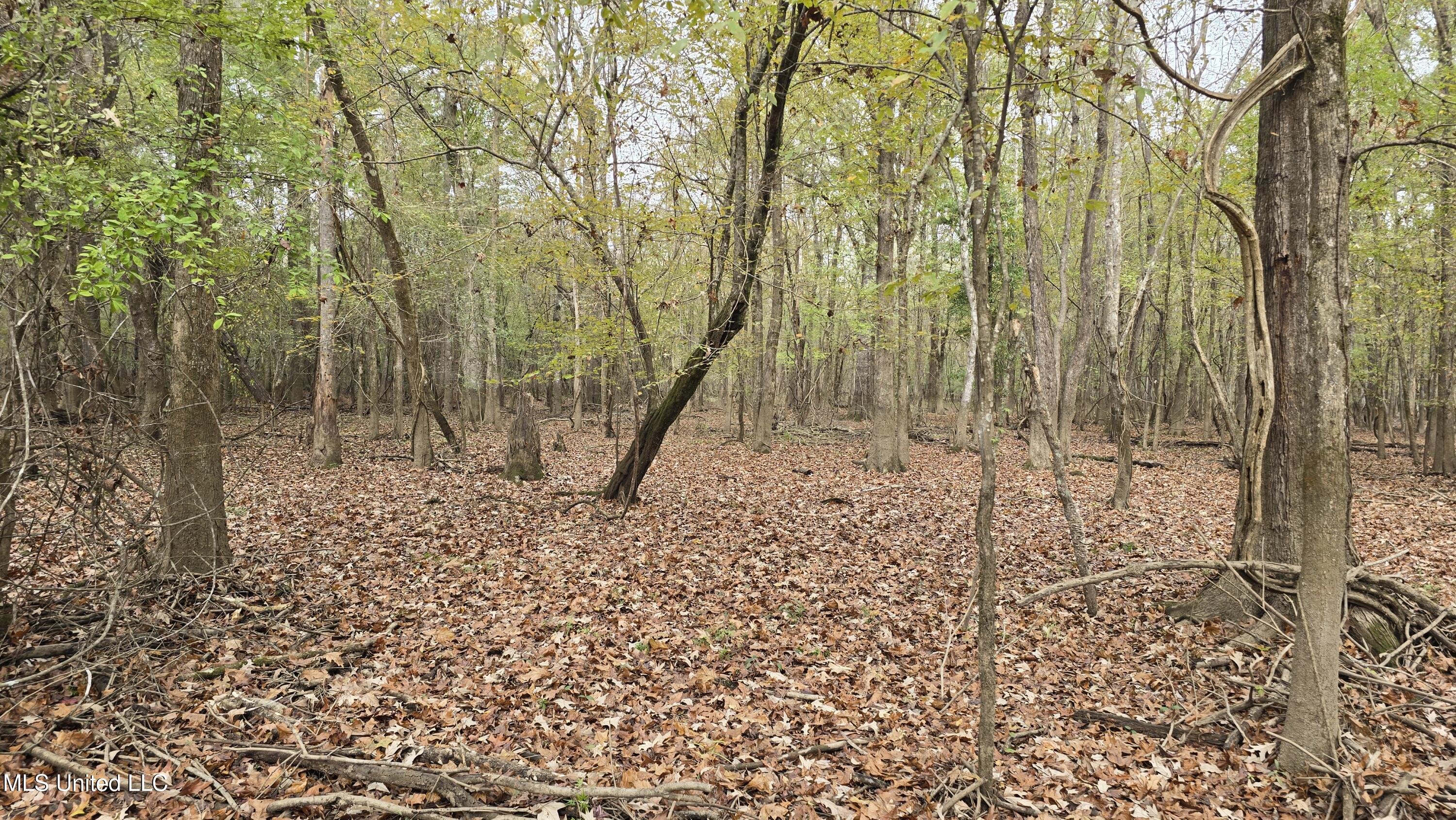 0 Wheatfield Road Poplarville, MS 39470 - Photo 37 of 54 20251201_100618
