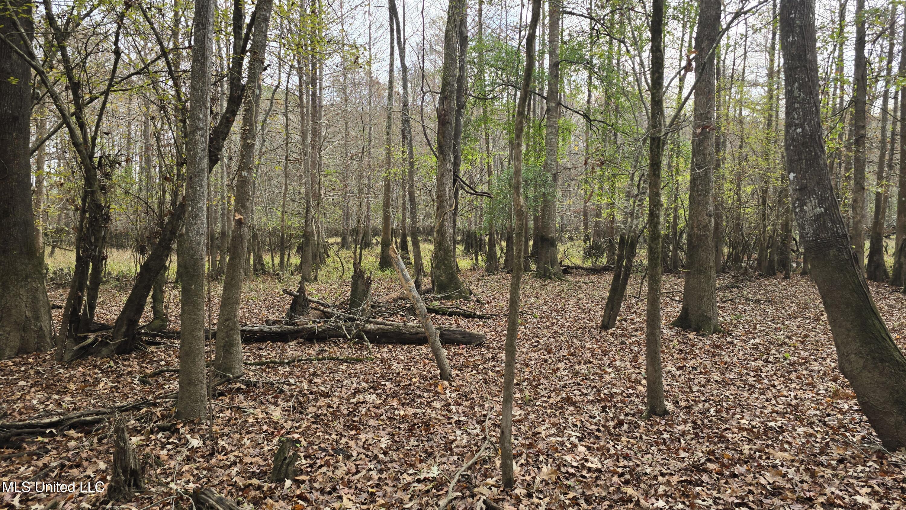 0 Wheatfield Road Poplarville, MS 39470 - Photo 39 of 54 20251201_100623