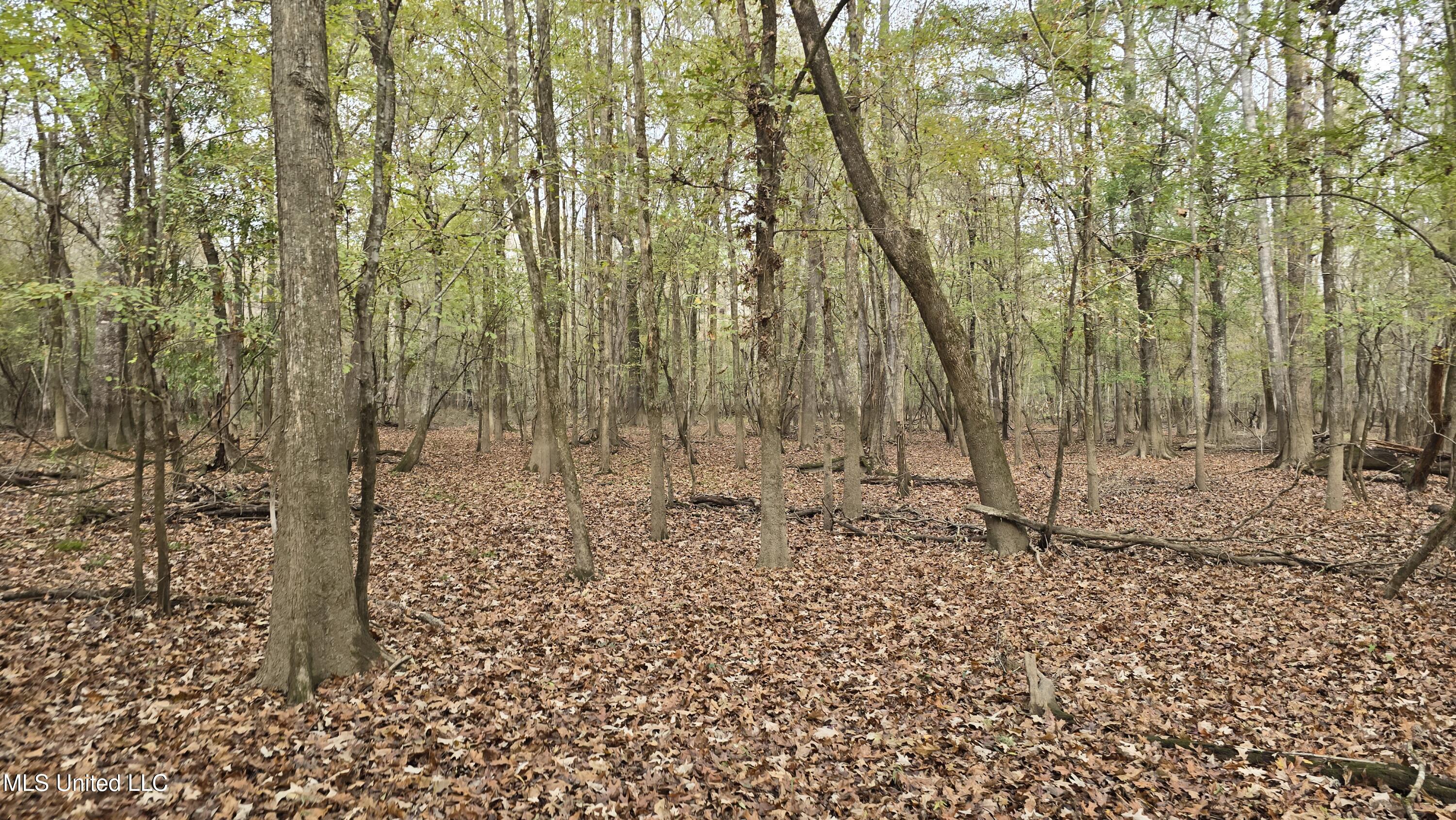0 Wheatfield Road Poplarville, MS 39470 - Photo 40 of 54 20251201_100652