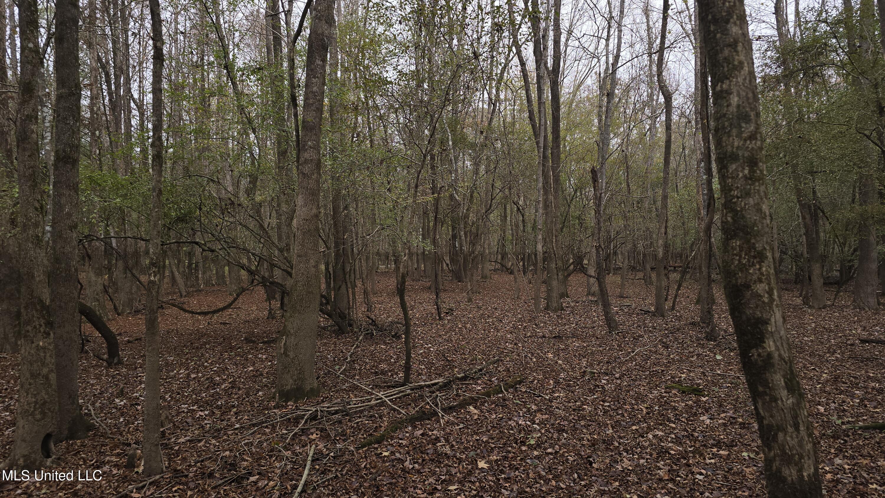 0 Wheatfield Road Poplarville, MS 39470 - Photo 4 of 54 20251201_095653