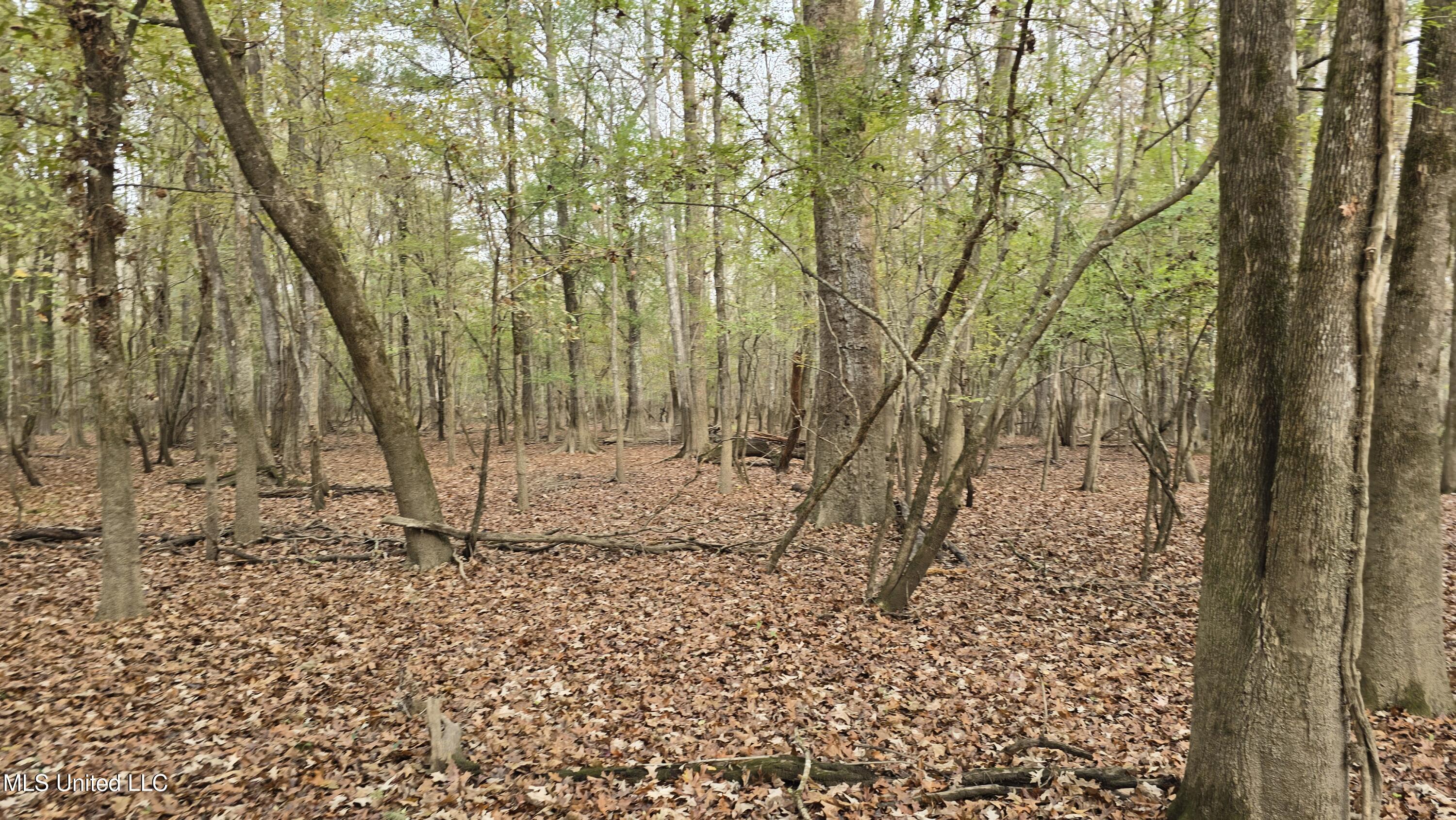 0 Wheatfield Road Poplarville, MS 39470 - Photo 41 of 54 20251201_100653