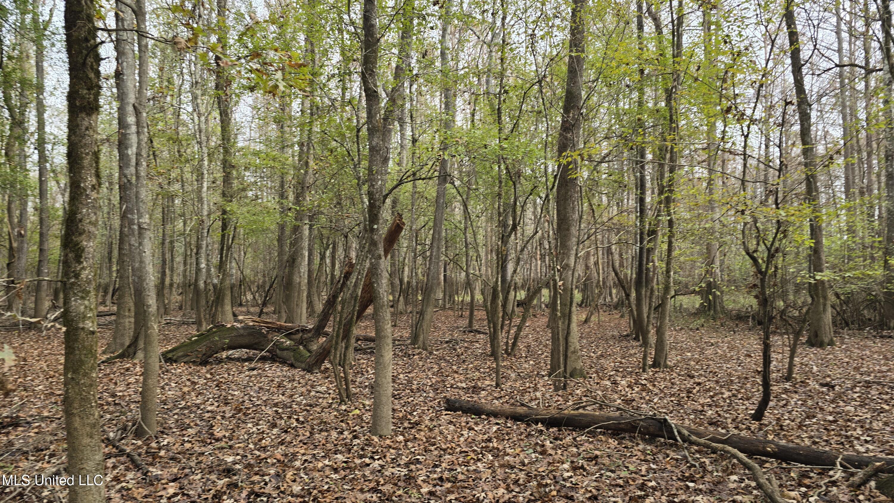 0 Wheatfield Road Poplarville, MS 39470 - Photo 43 of 54 20251201_100716