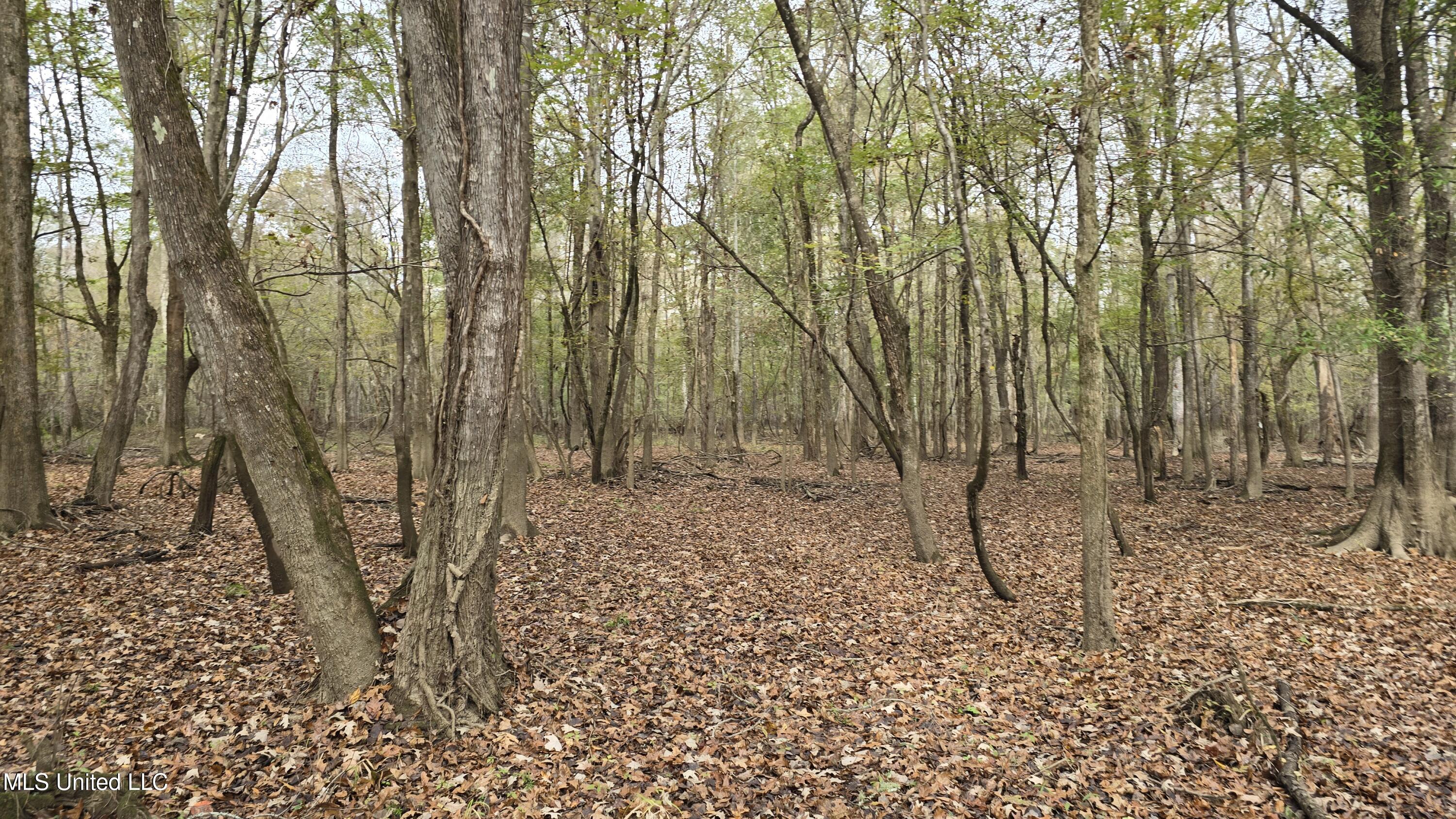 0 Wheatfield Road Poplarville, MS 39470 - Photo 44 of 54 20251201_100724