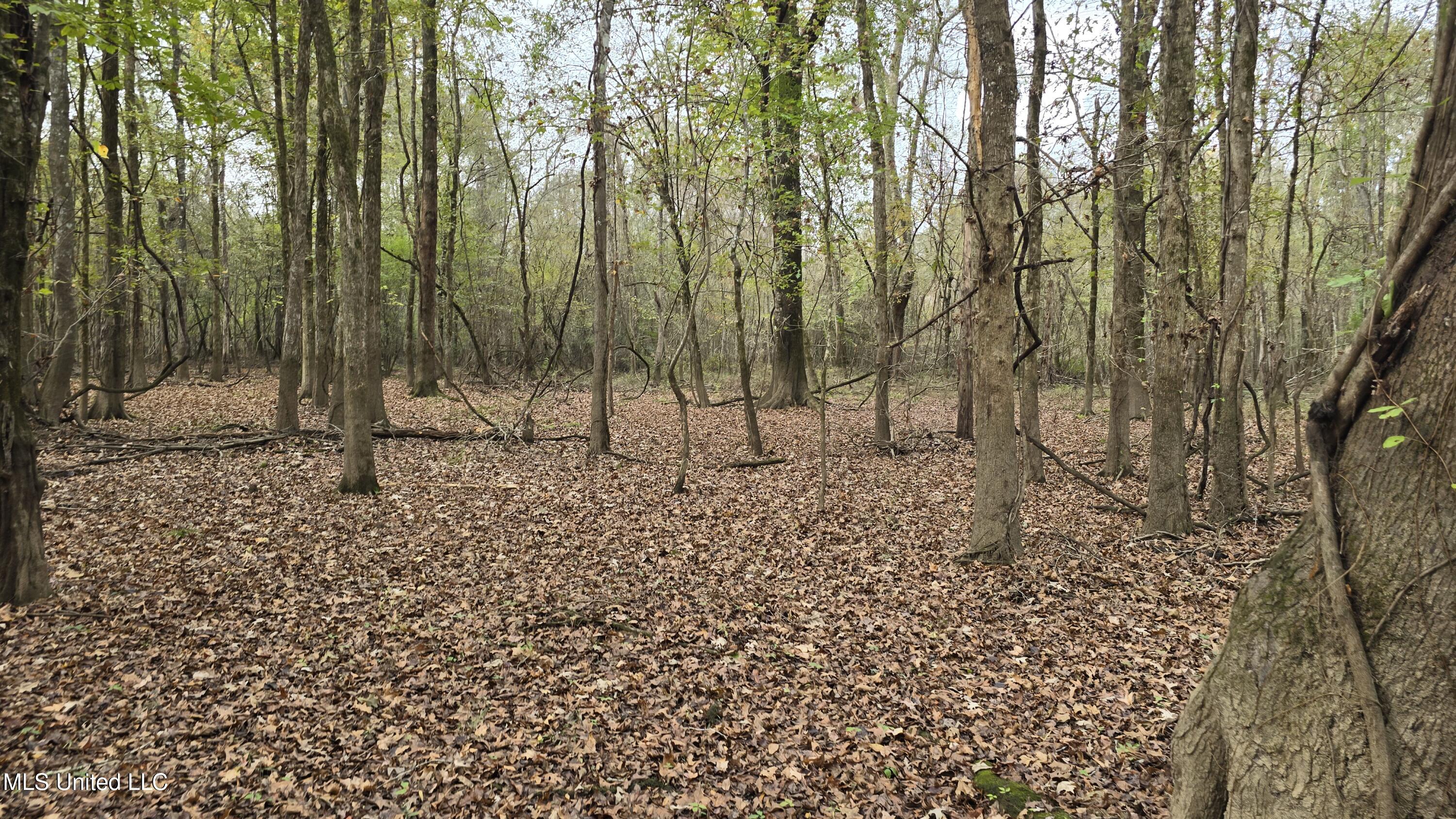 0 Wheatfield Road Poplarville, MS 39470 - Photo 45 of 54 20251201_100944