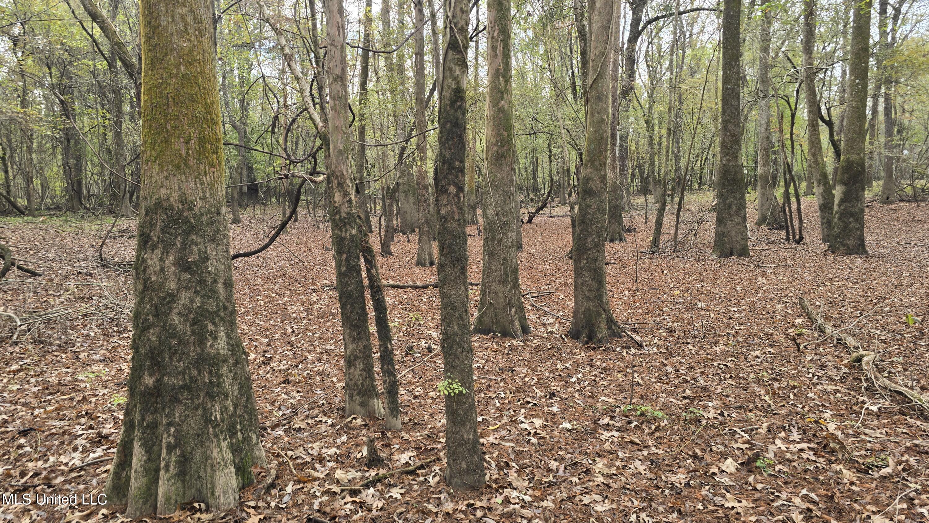0 Wheatfield Road Poplarville, MS 39470 - Photo 50 of 54 20251201_101413