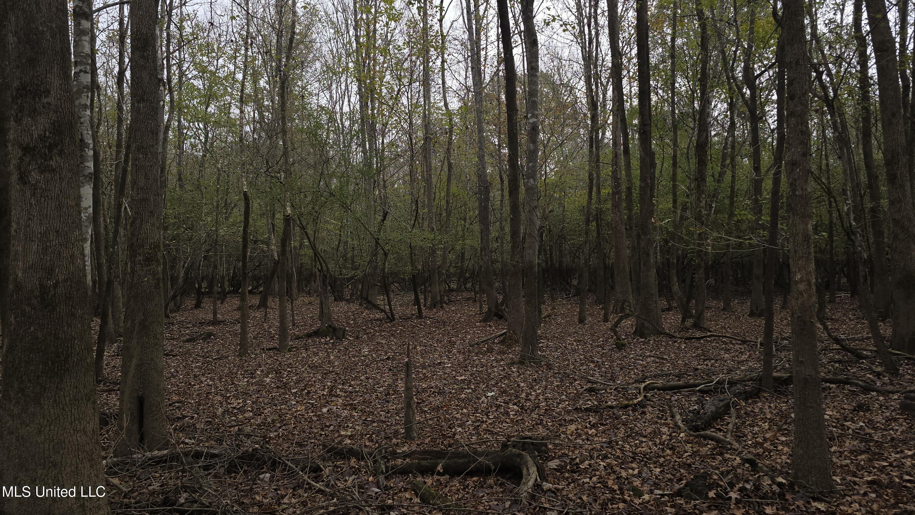 0 Wheatfield Road Poplarville, MS 39470 - Photo 5 of 54 20251201_095657