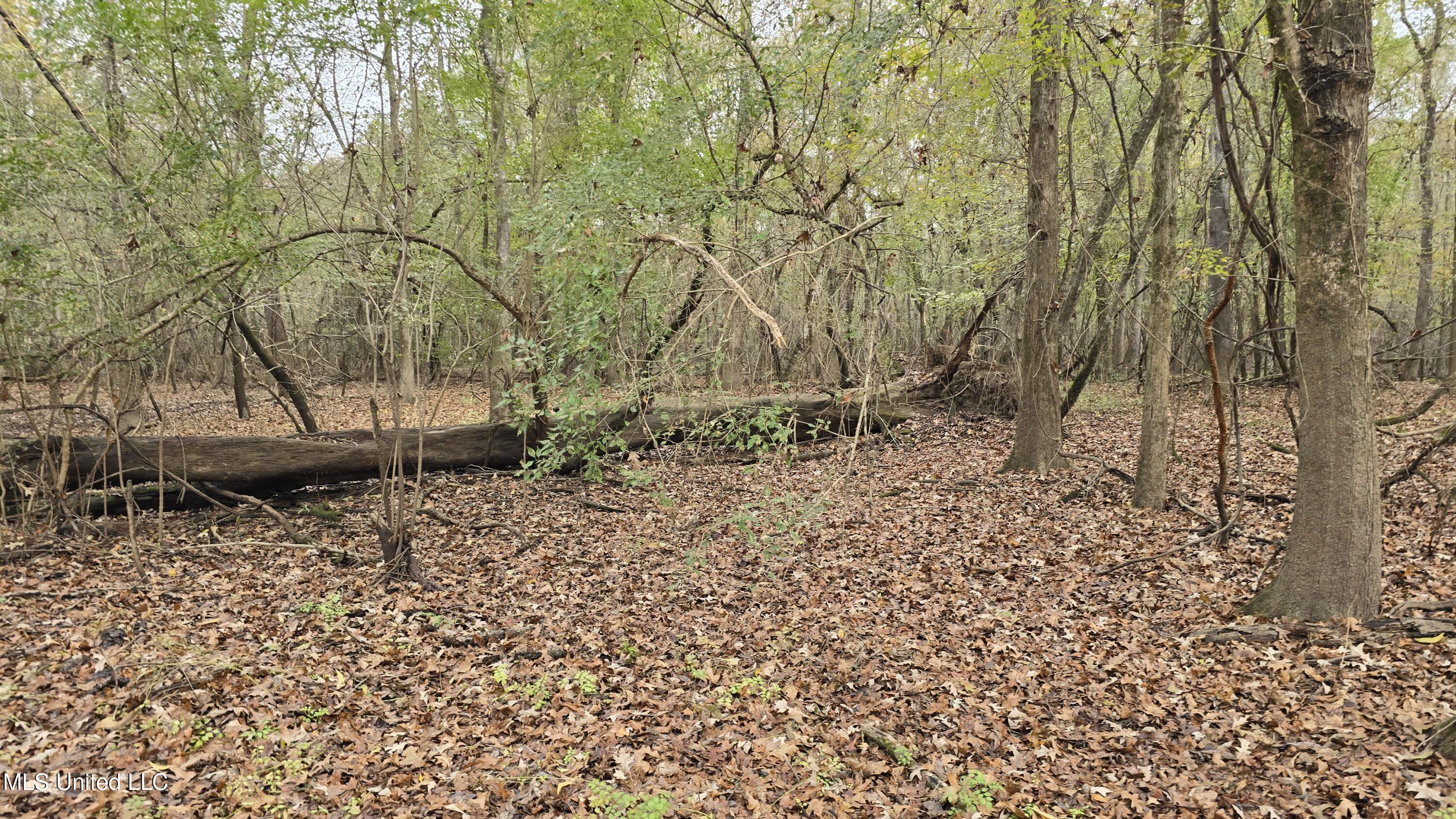 0 Wheatfield Road Poplarville, MS 39470 - Photo 52 of 54 20251201_101416