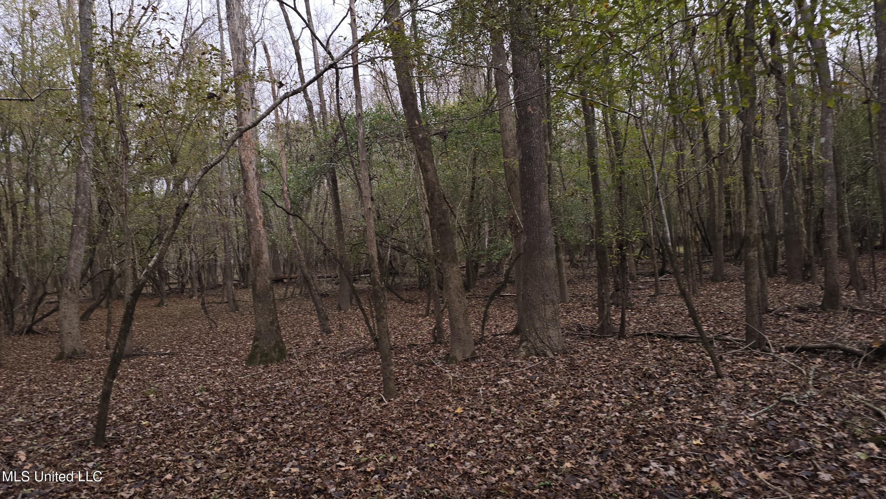 0 Wheatfield Road Poplarville, MS 39470 - Photo 6 of 54 20251201_095707