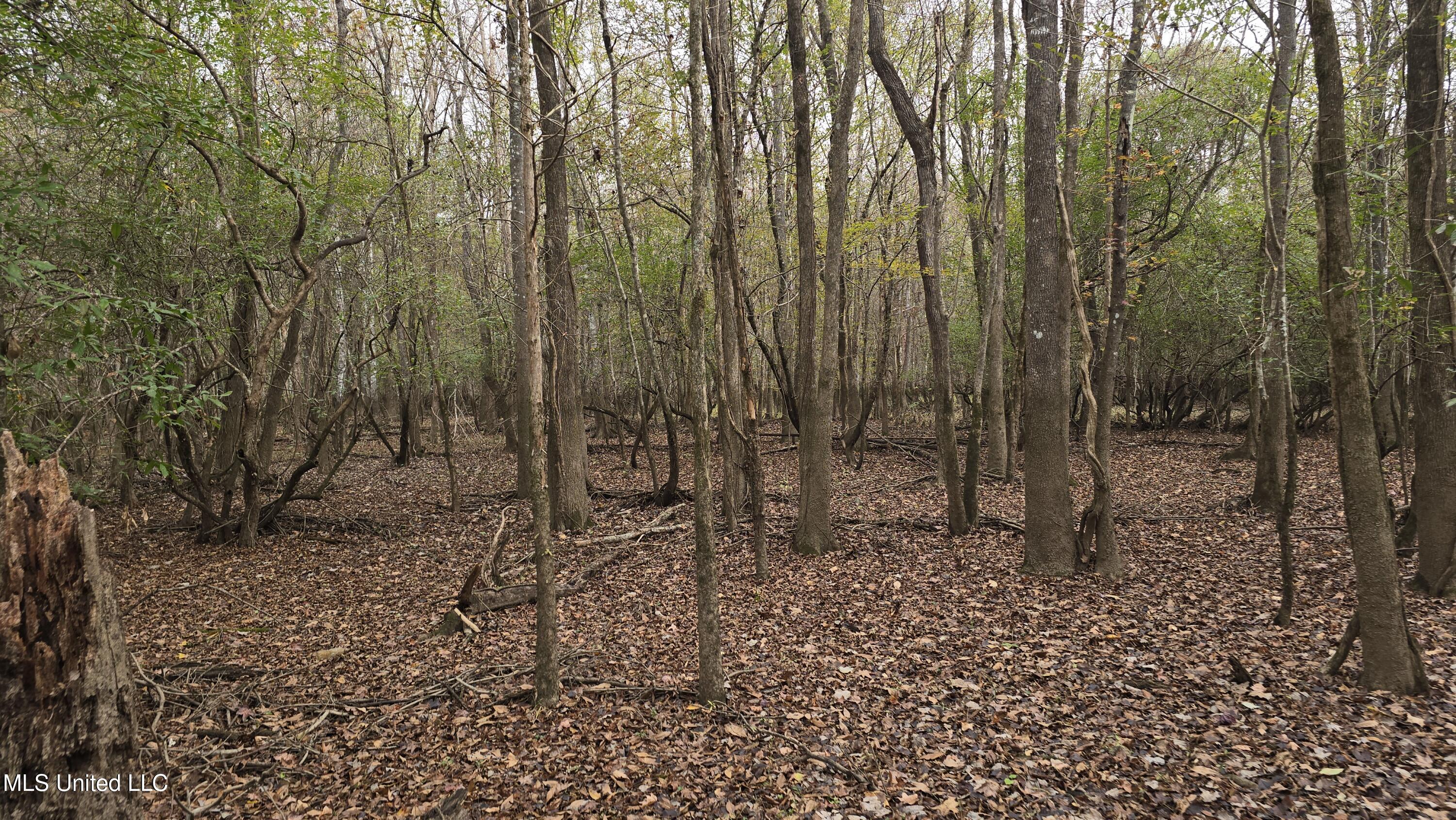 0 Wheatfield Road Poplarville, MS 39470 - Photo 7 of 54 20251201_095720