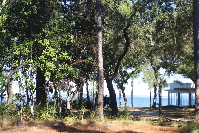 a view of a yard with trees