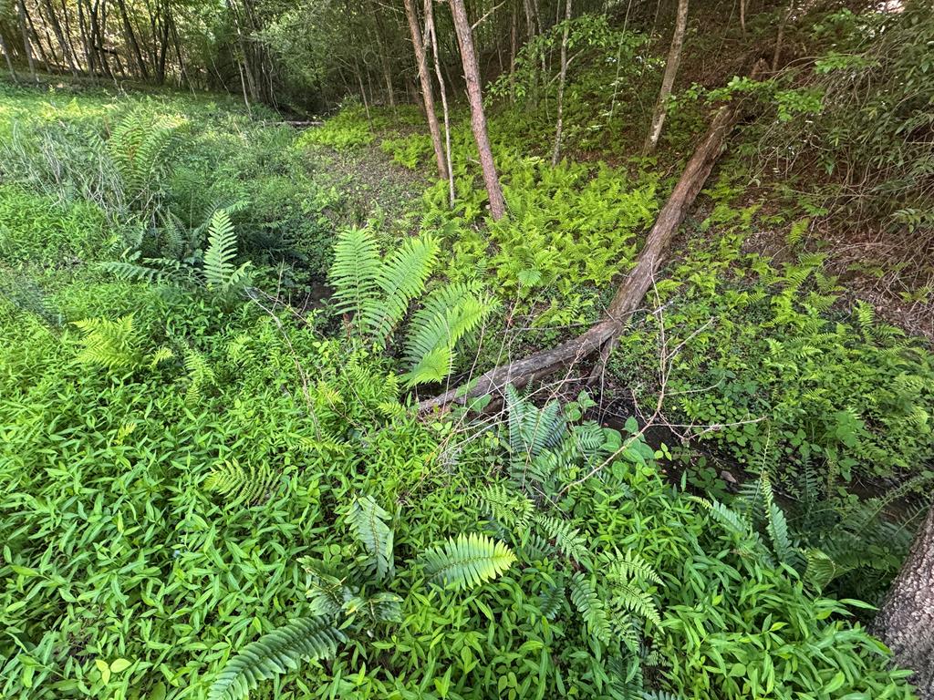 Lot 5 Grassy Creek Road Copperhill, TN 37317 - Photo 23 of 30 a view of a lush green forest with large trees