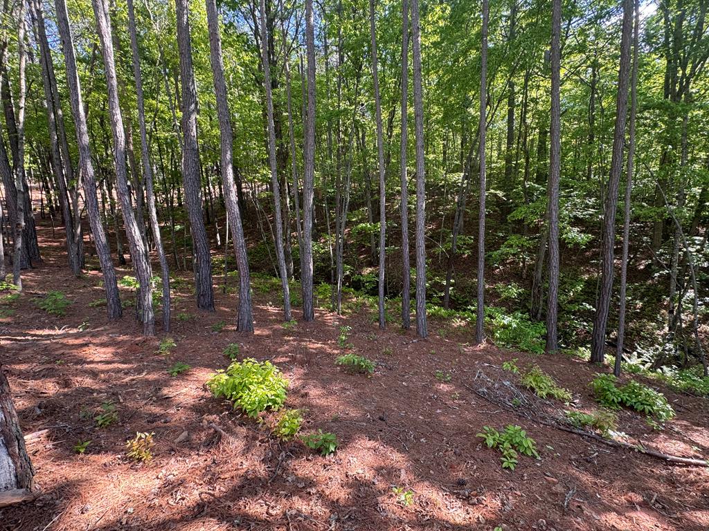 Lot 5 Grassy Creek Road Copperhill, TN 37317 - Photo 28 of 30 a view of a backyard with trees