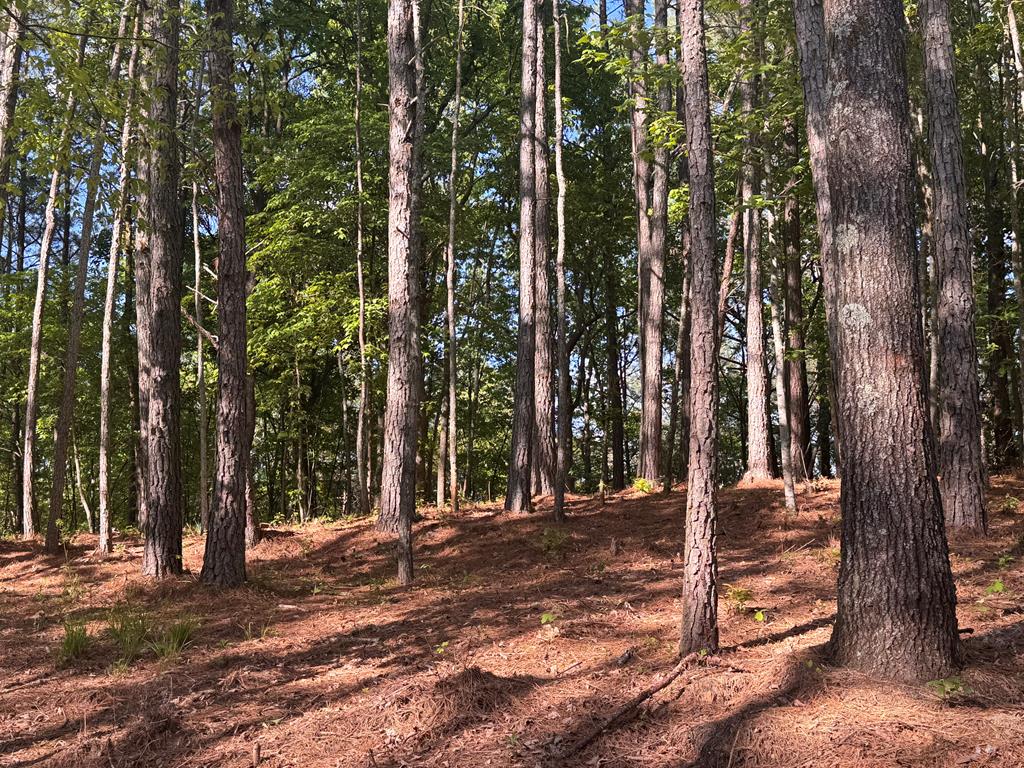 Lot 5 Grassy Creek Road Copperhill, TN 37317 - Photo 30 of 30 a view of a trees in front of a house
