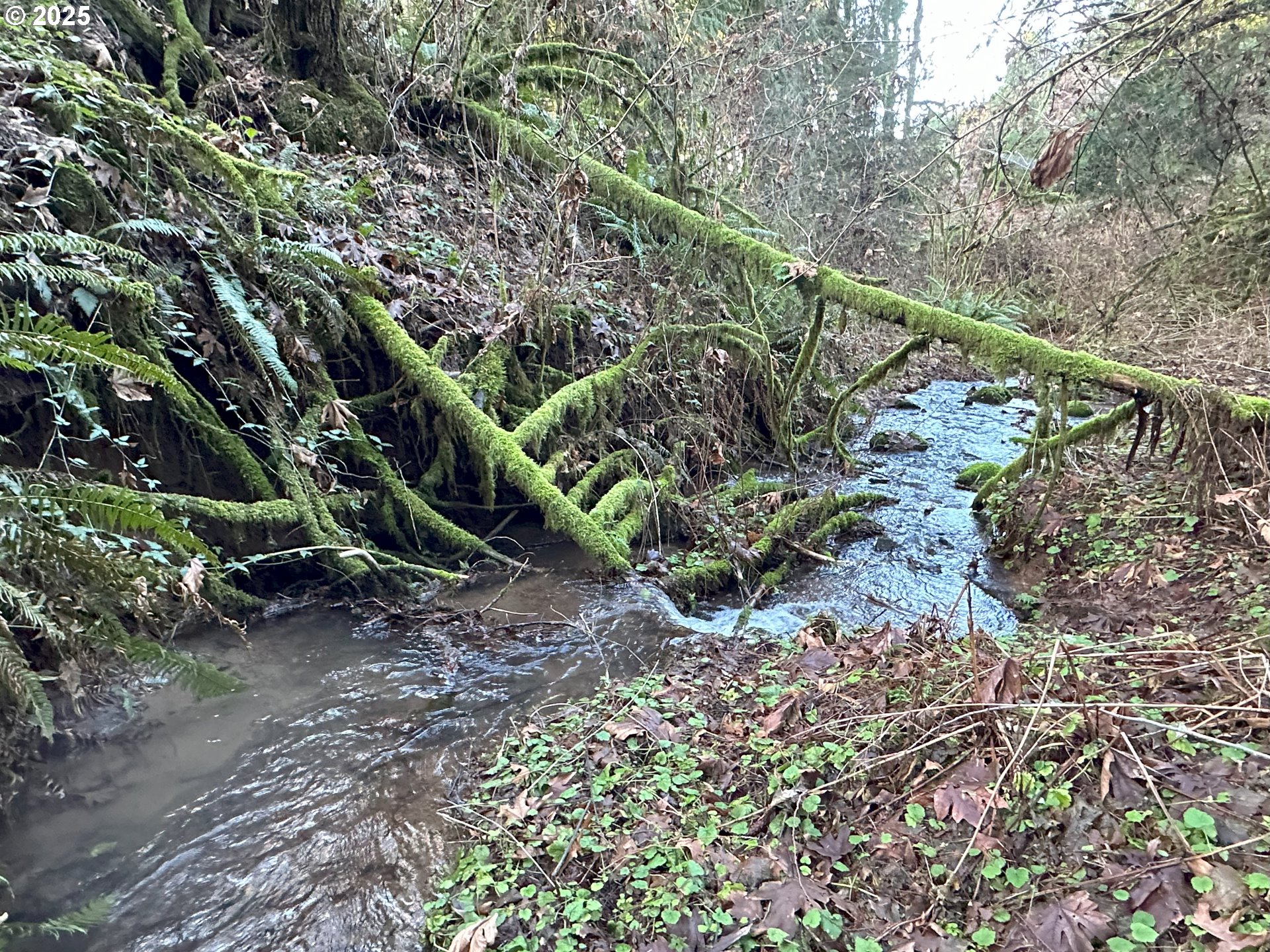 21271 Southwest Kruger Road Sherwood, OR 97140 - Photo 15 of 16 a view of a yard with a tree