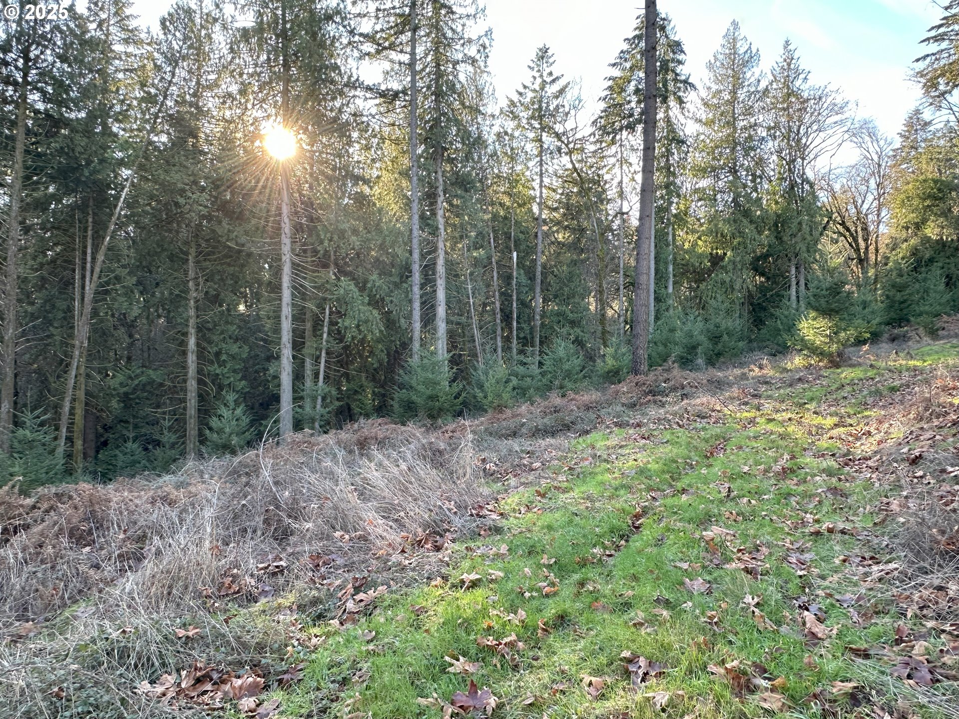 21271 Southwest Kruger Road Sherwood, OR 97140 - Photo 3 of 16 a view of a forest with trees in the background