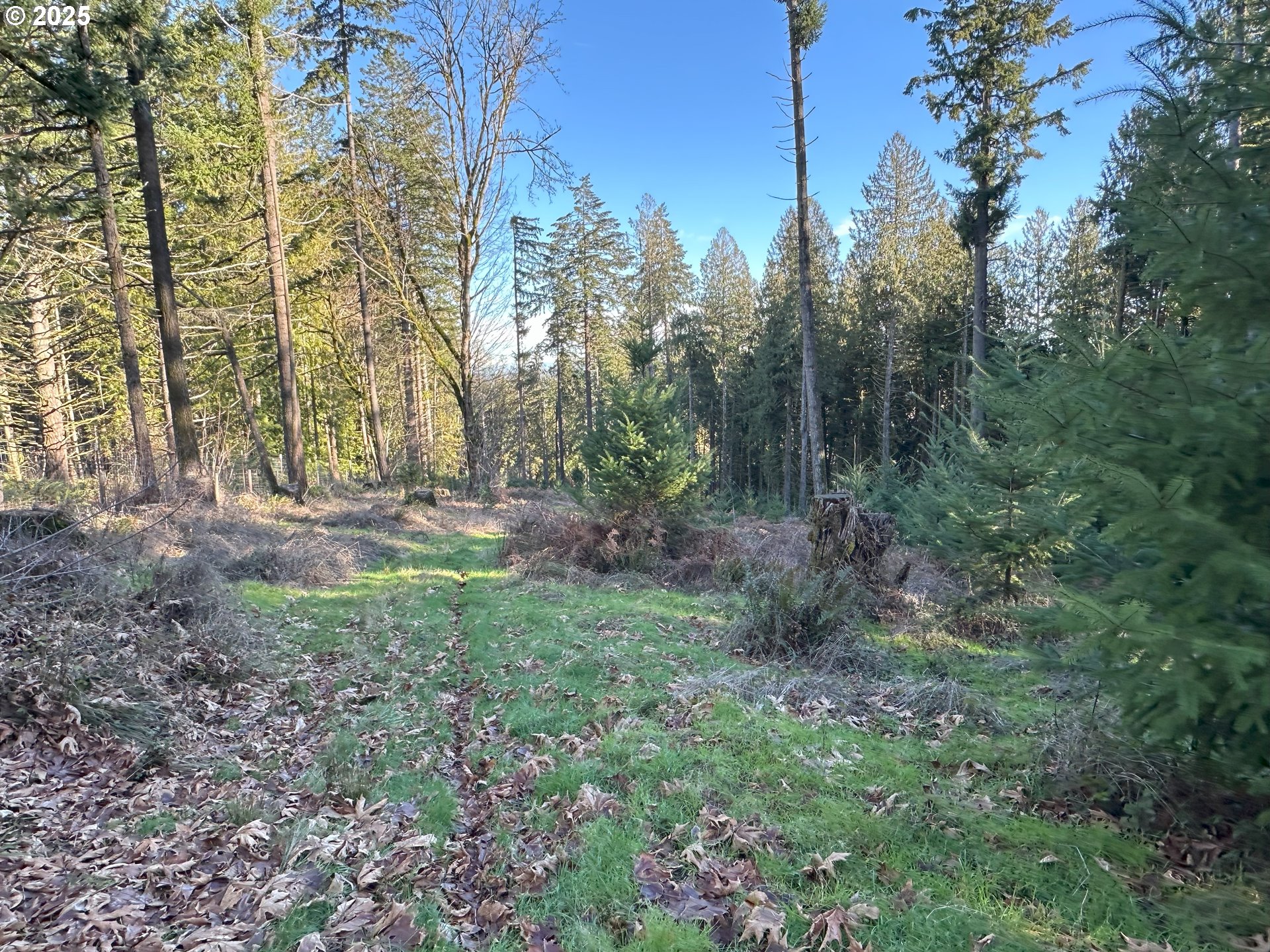 21271 Southwest Kruger Road Sherwood, OR 97140 - Photo 5 of 16 a view of backyard with green space