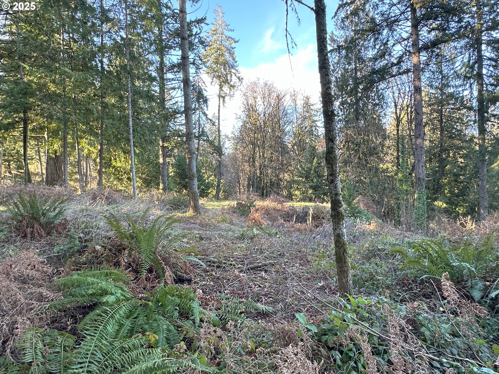 21271 Southwest Kruger Road Sherwood, OR 97140 - Photo 8 of 16 a view of a forest filled with trees