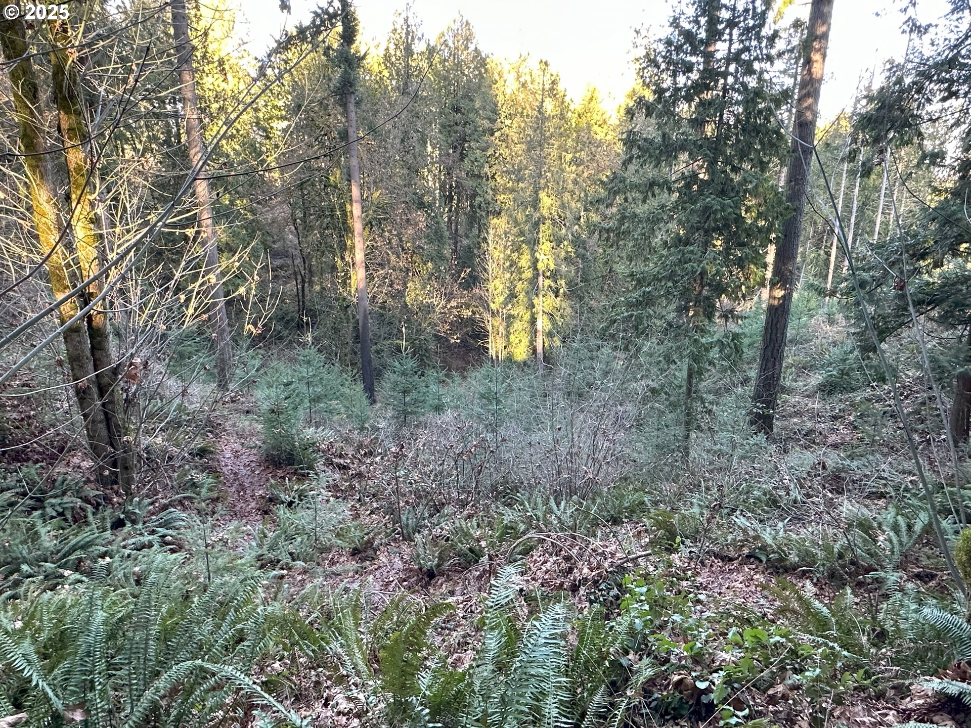 21271 Southwest Kruger Road Sherwood, OR 97140 - Photo 9 of 16 a view of a forest with trees in the background