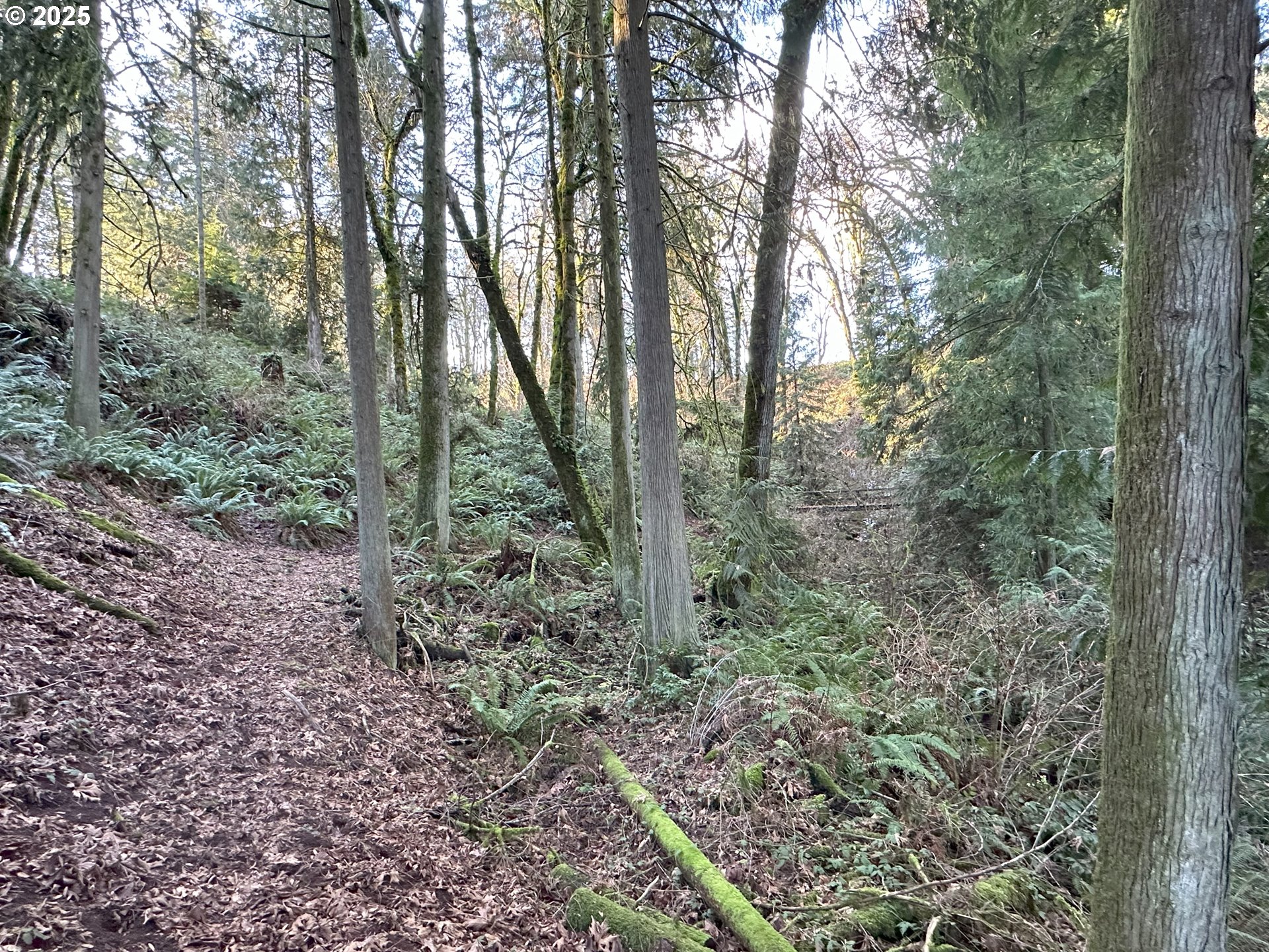 21271 Southwest Kruger Road Sherwood, OR 97140 - Photo 10 of 16 a view of a forest with trees