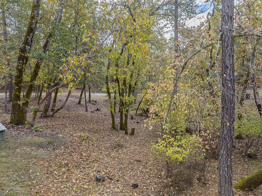 520 Stewart Road Grants Pass, OR 97526 - Photo 36 of 47 a view of a forest filled with trees