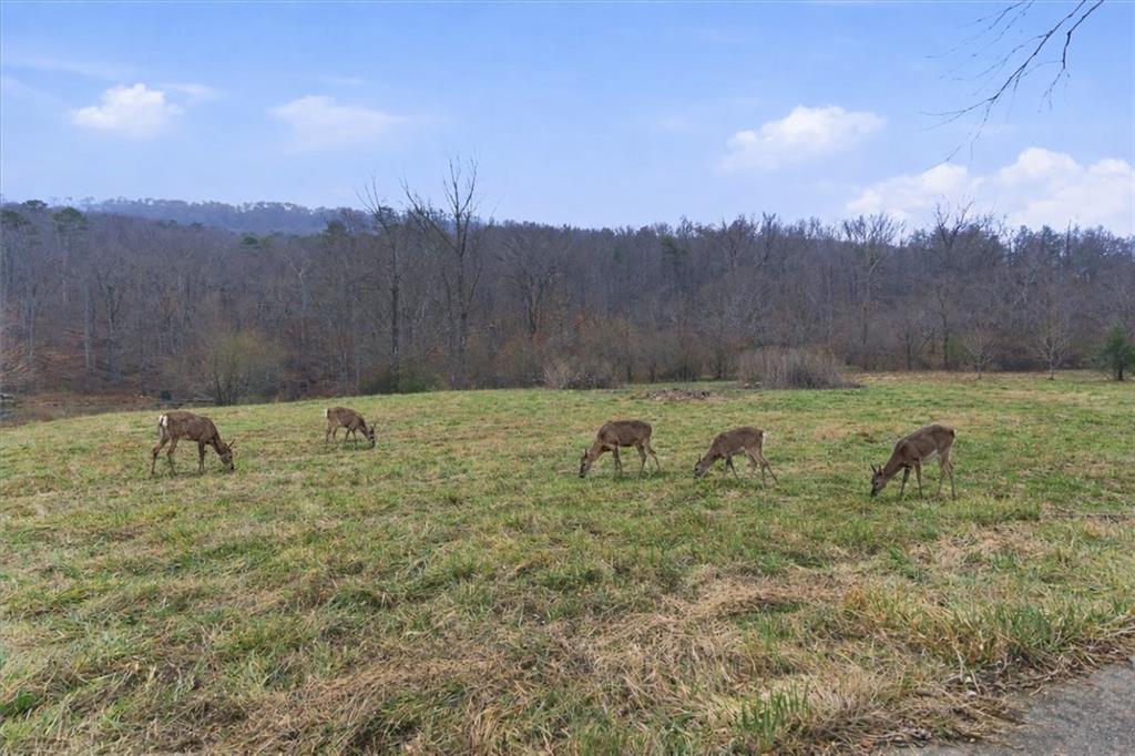 1478 Shinbone Valley Road LaFayette, GA 30728 - Photo 12 of 55