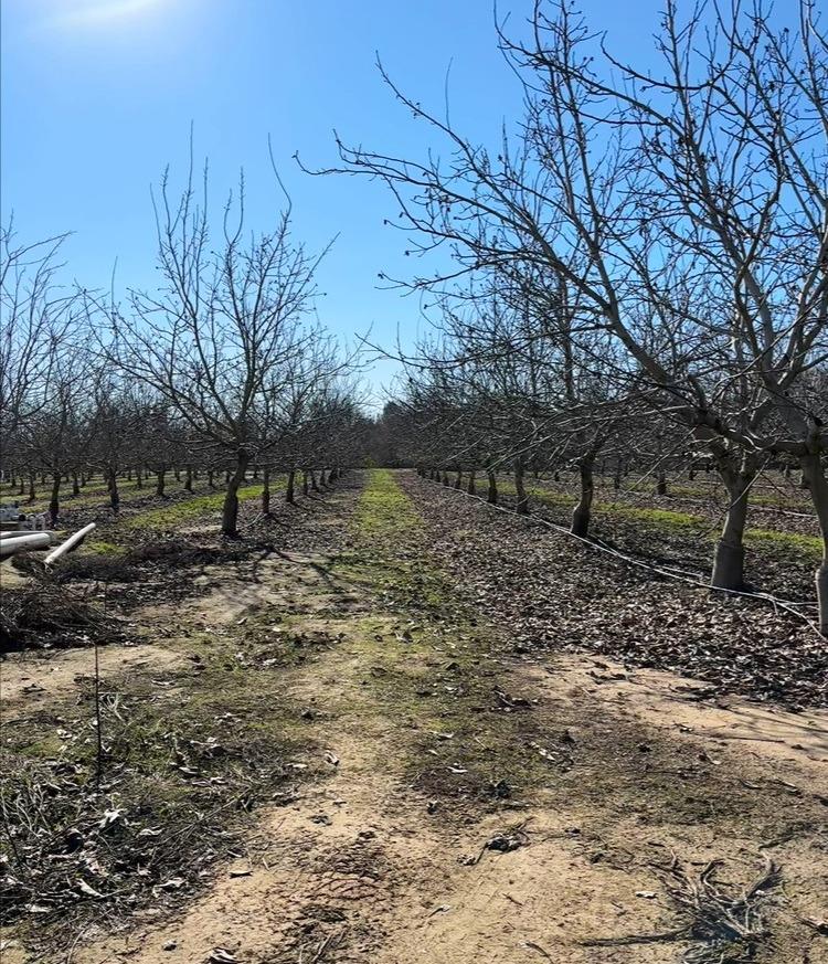 875 Geer Road Modesto, CA 95357 - Photo 22 of 37 a backyard of a house with lots of green space