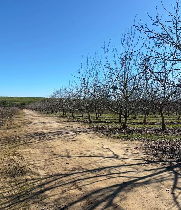 875 Geer Road Modesto, CA 95357 - Photo 23 of 37 a view of a yard with wooden fence