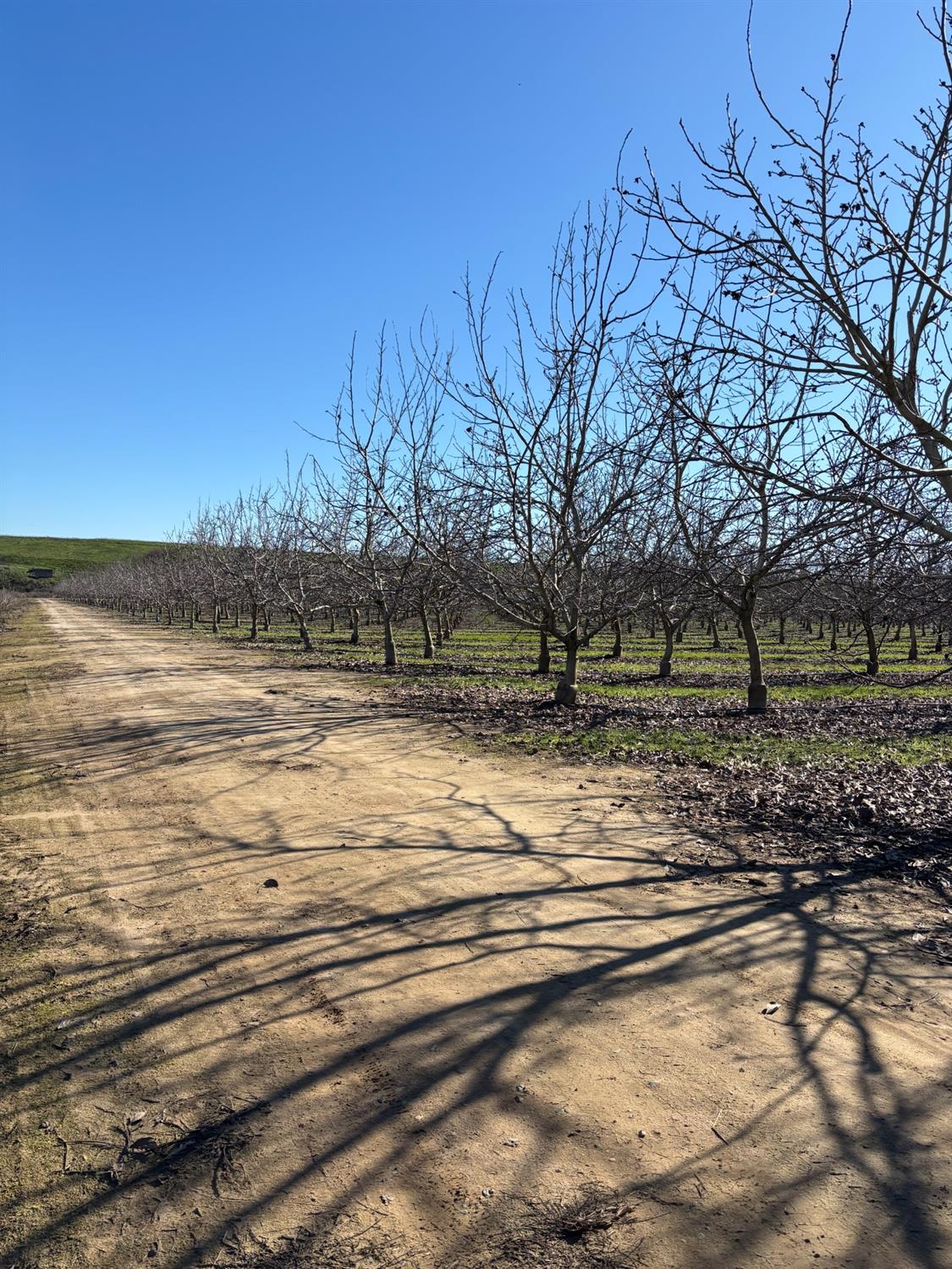 875 Geer Road Modesto, CA 95357 - Photo 35 of 37 a view of yard with trees
