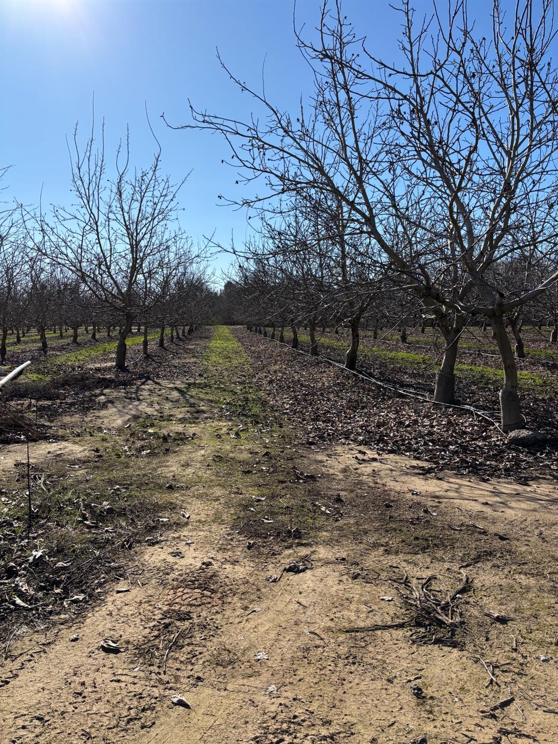875 Geer Road Modesto, CA 95357 - Photo 36 of 37 a view of a yard with trees